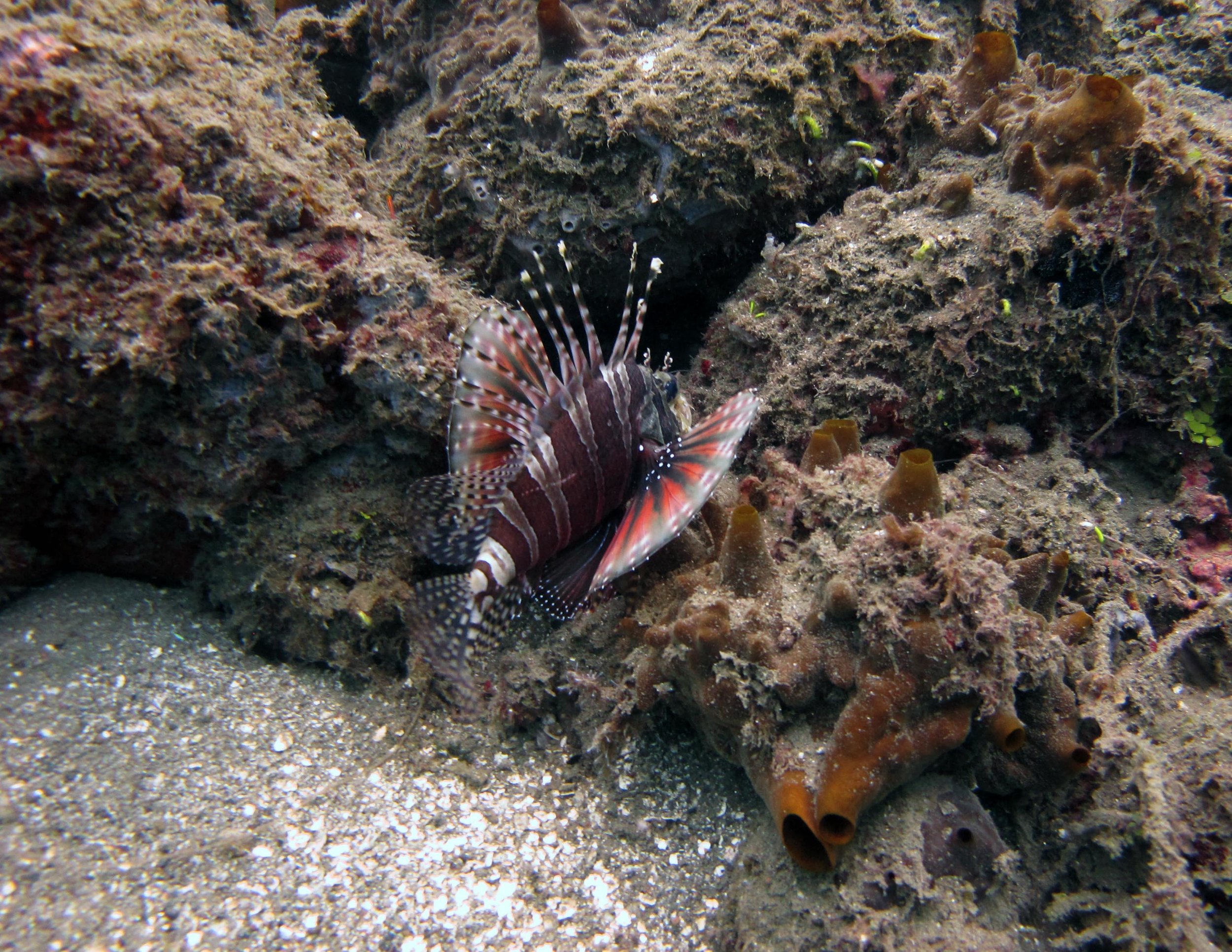 lionfish.jpg