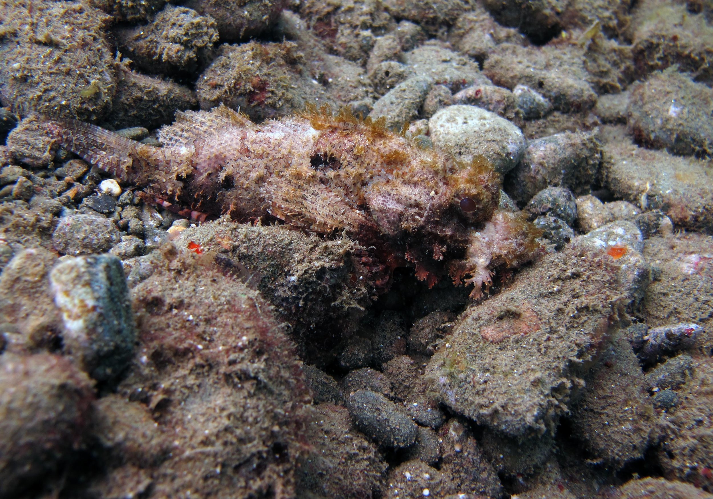 scorpionfish.jpg