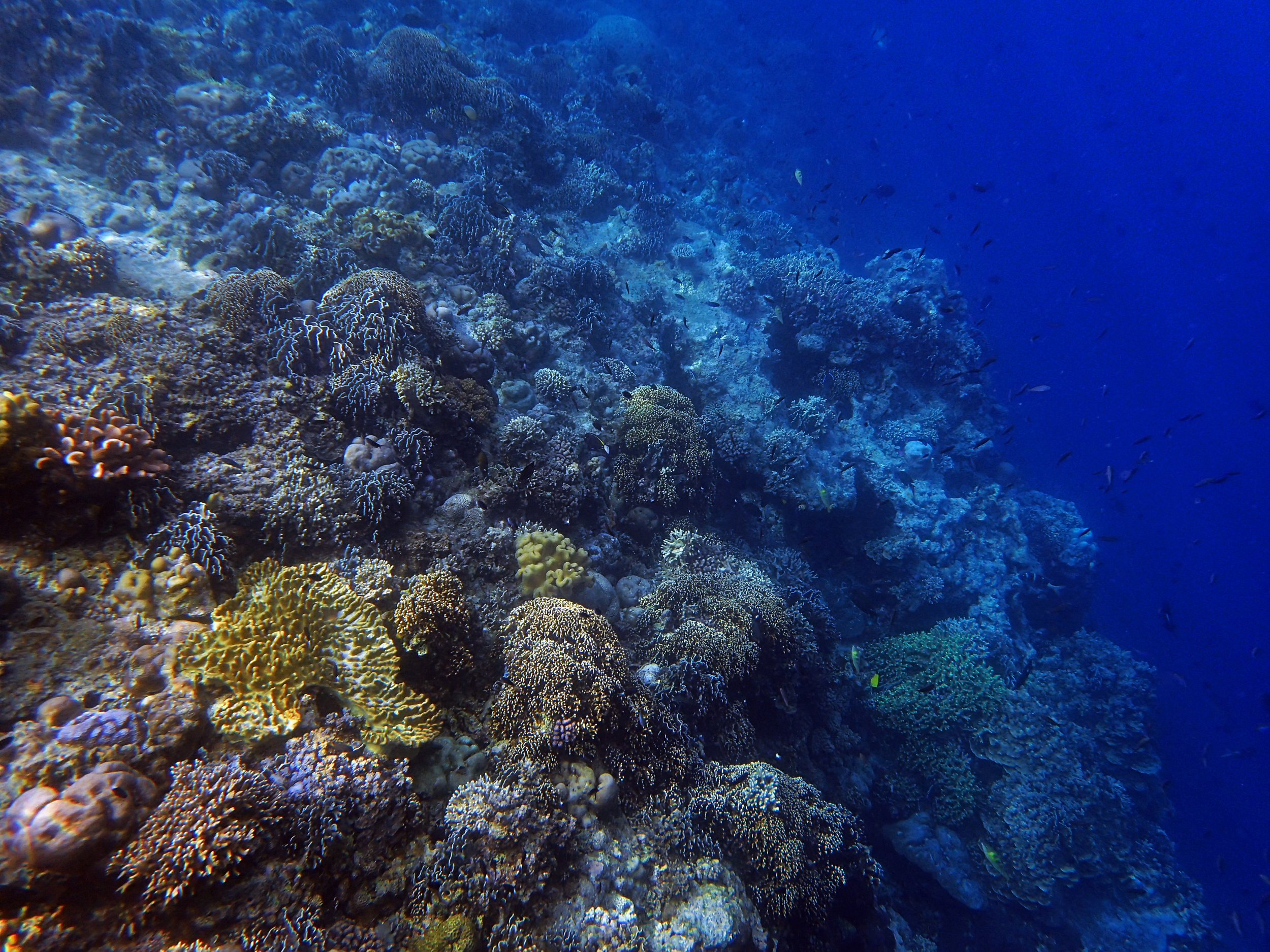 snorkeling.jpg