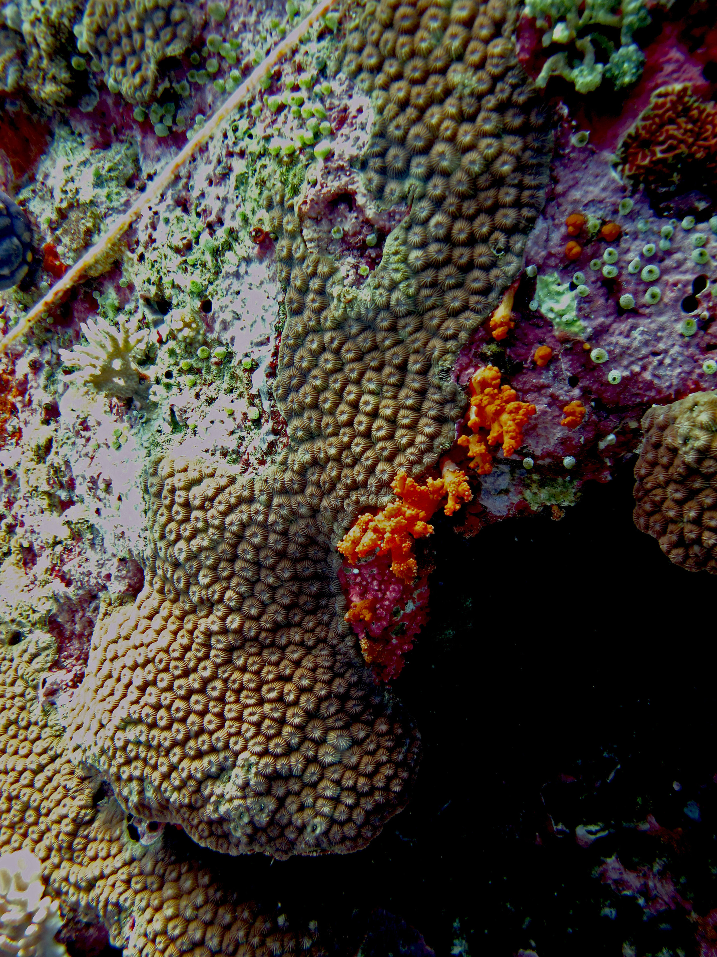 freaky corals.jpg