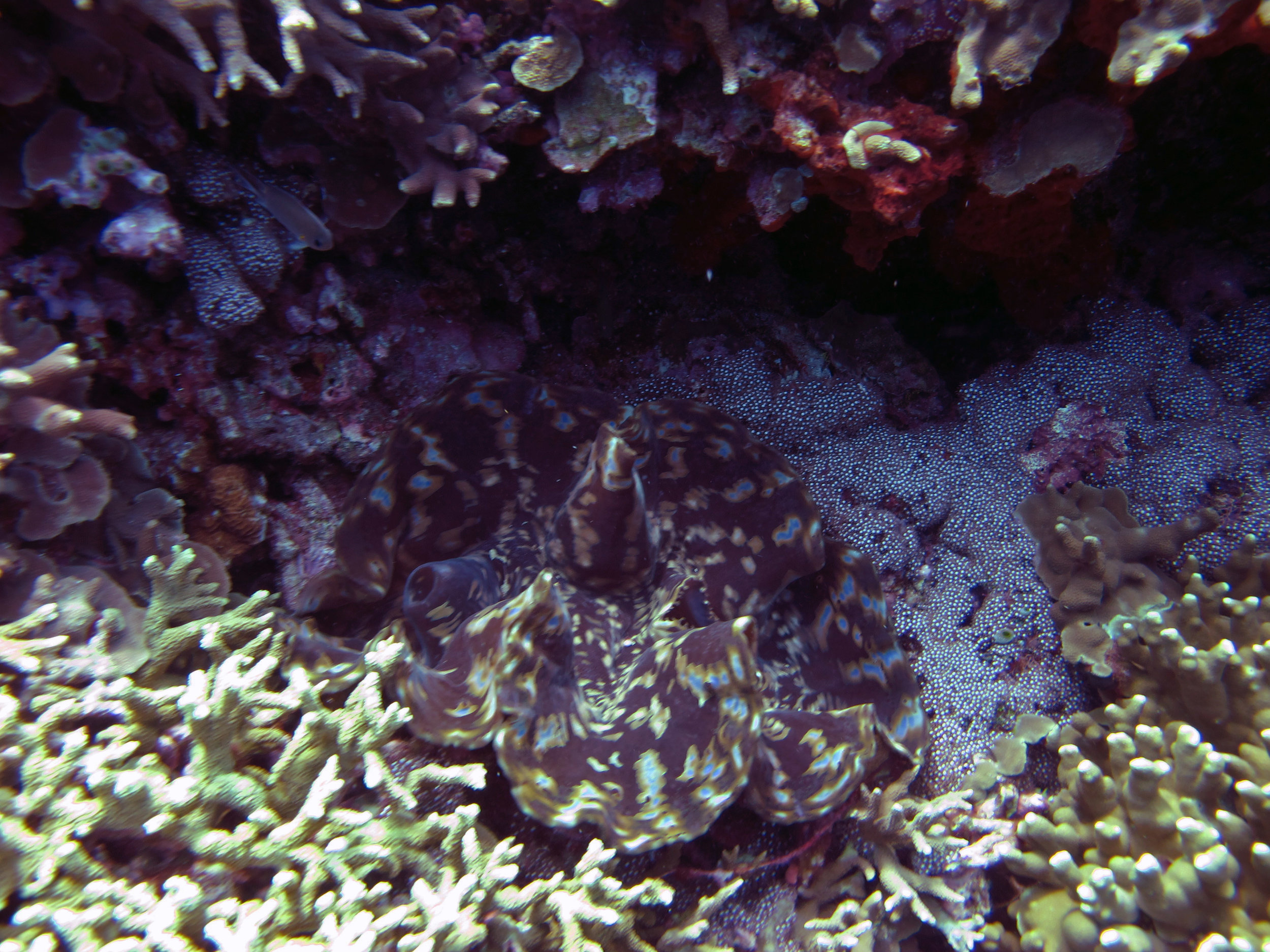 giant clam.jpg