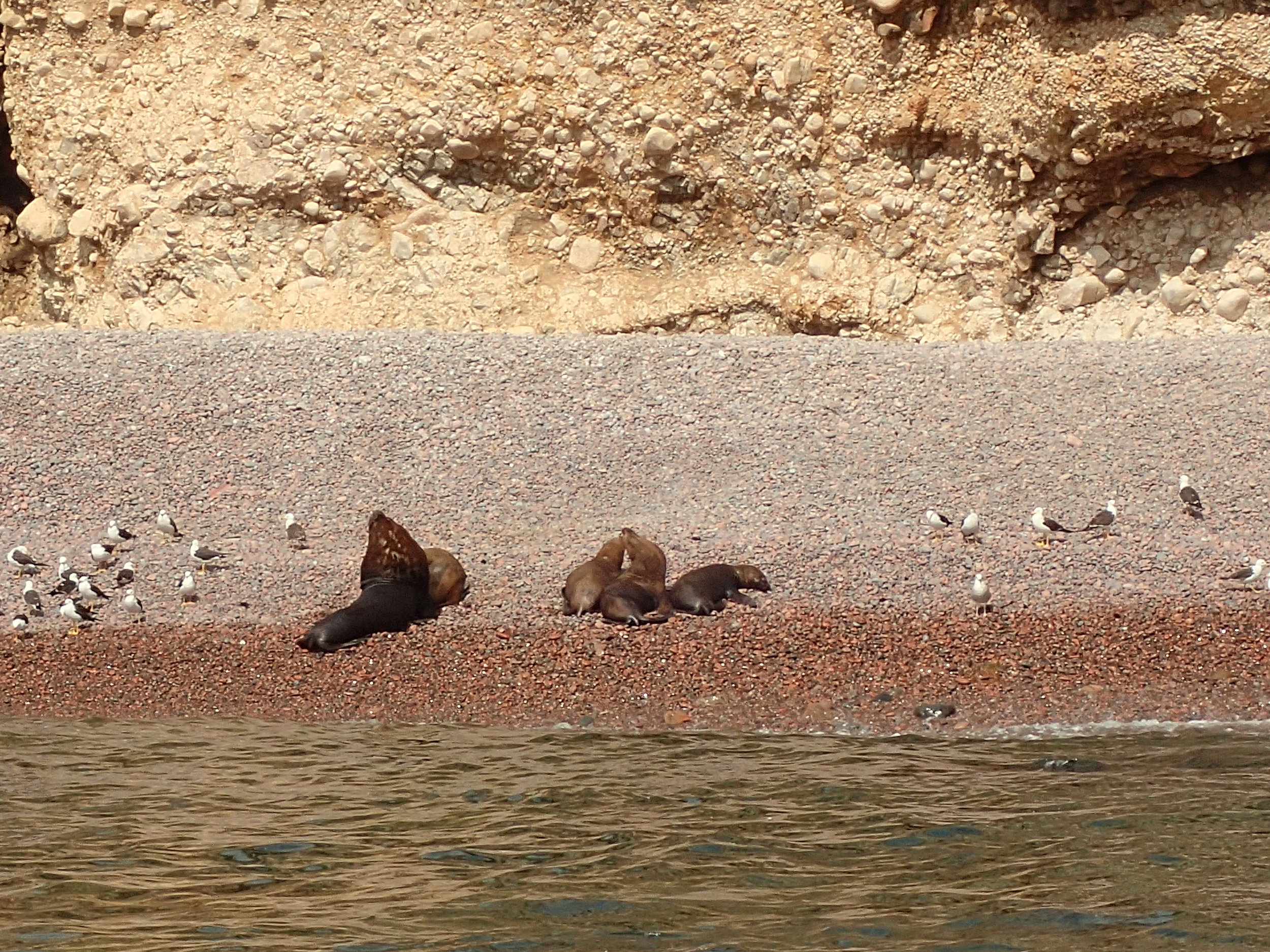 decent zoom shot of beached sea lions.jpg