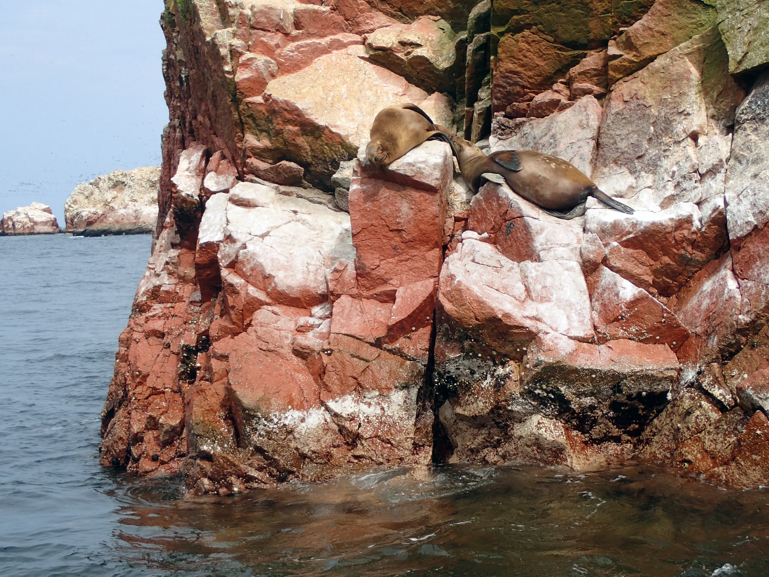 friendly sea lions.jpg