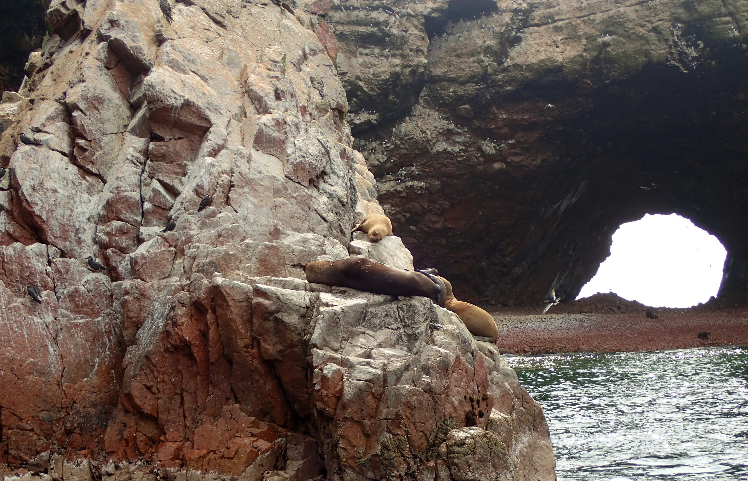lazy sea lions.jpg