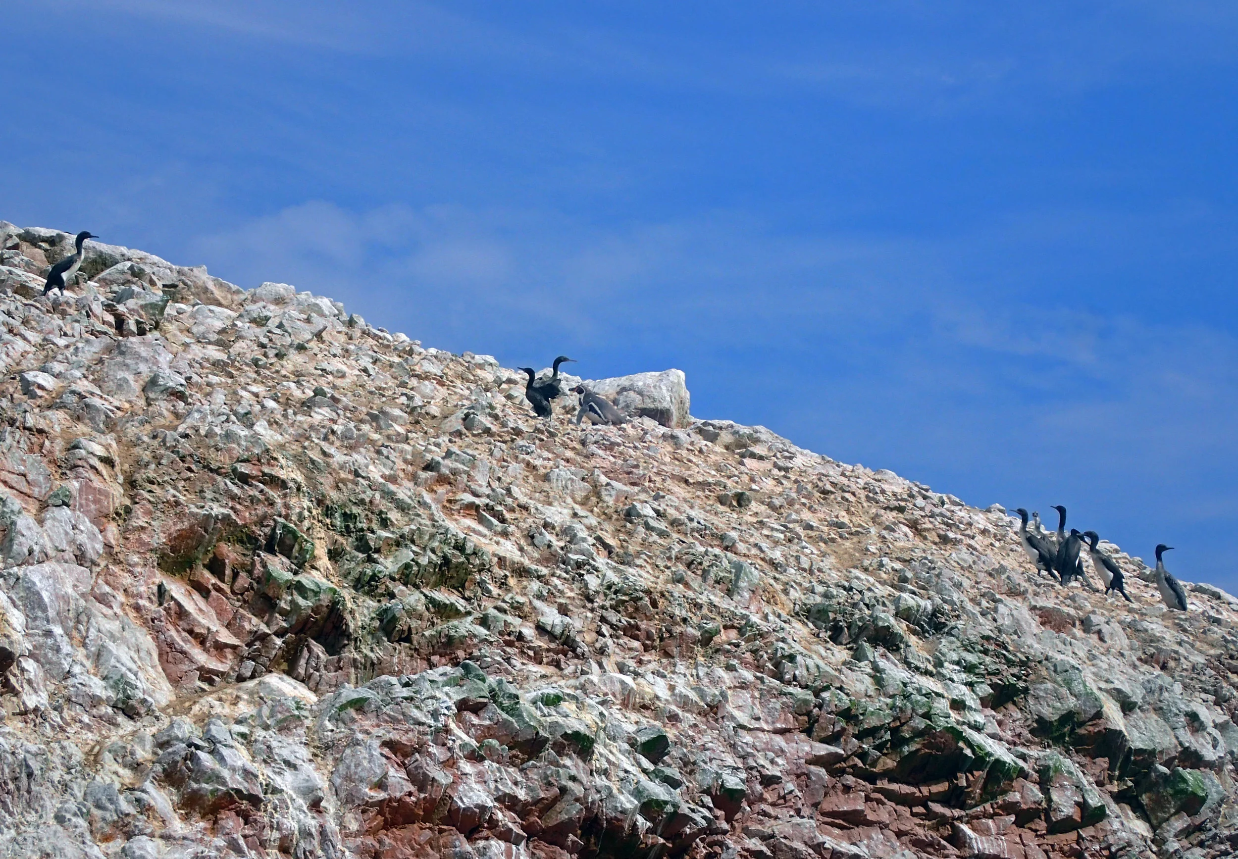 lonely penguin 2.jpg