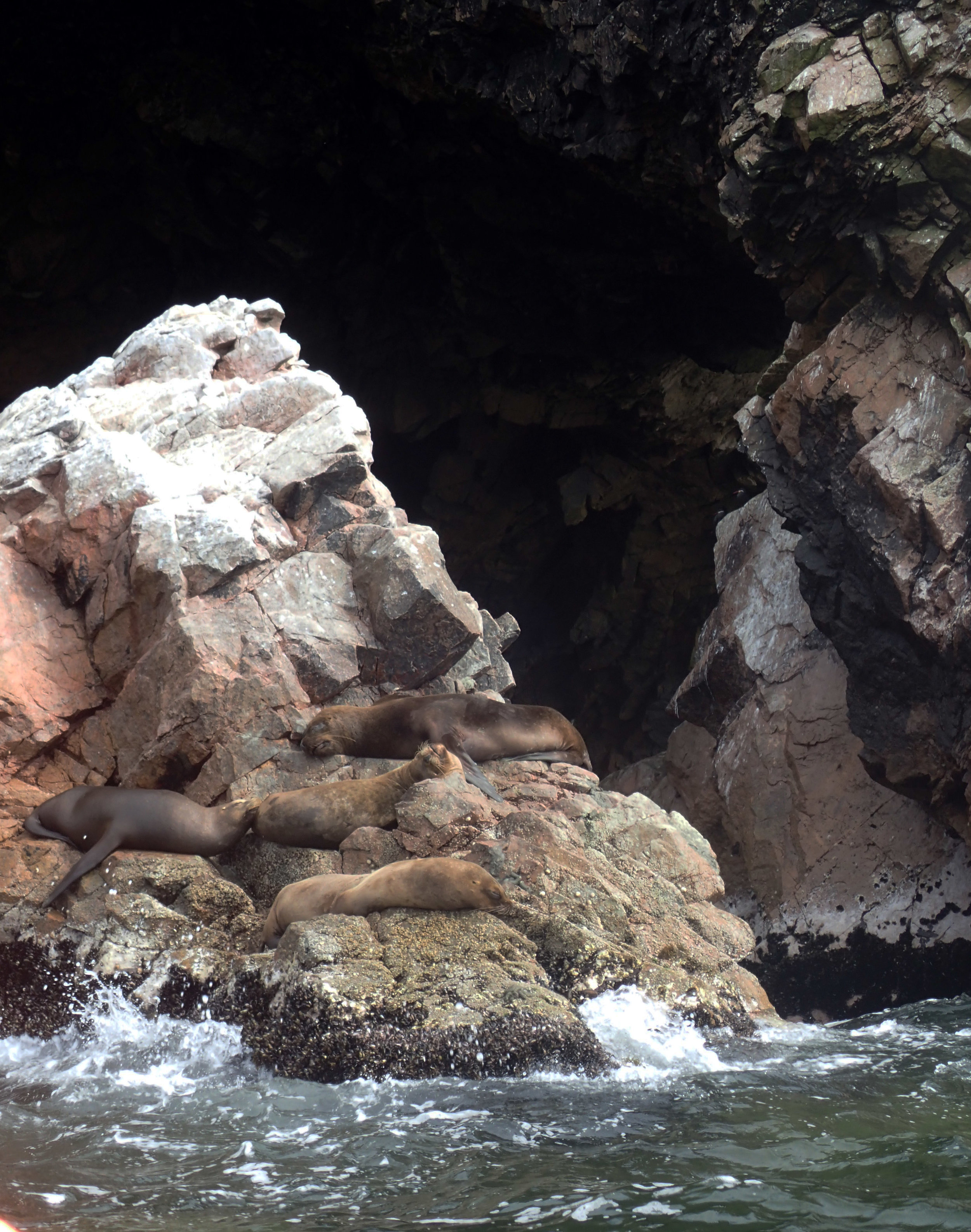 sea lions at Islas Ballestas.jpg
