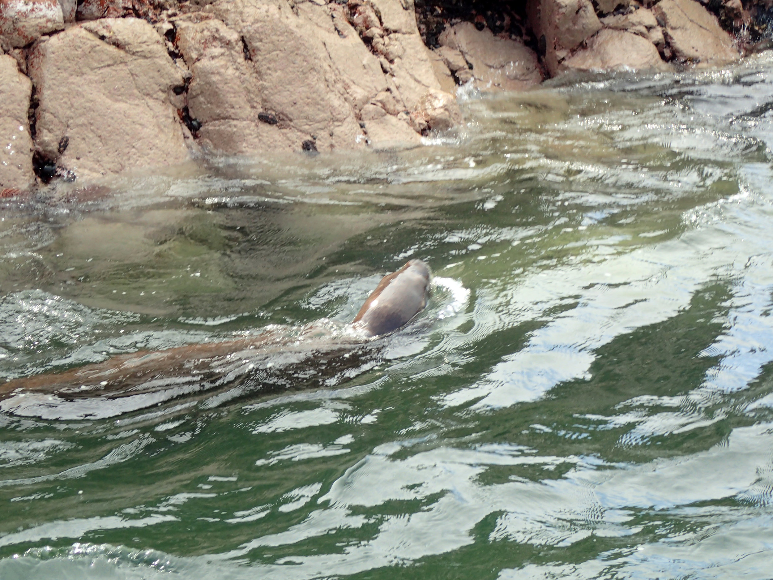 swimming sea lion from behind.jpg
