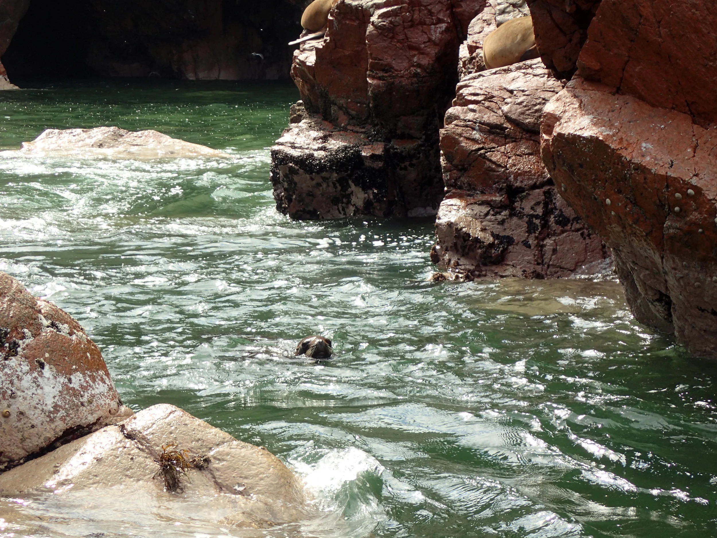 swimming sea lion.jpg