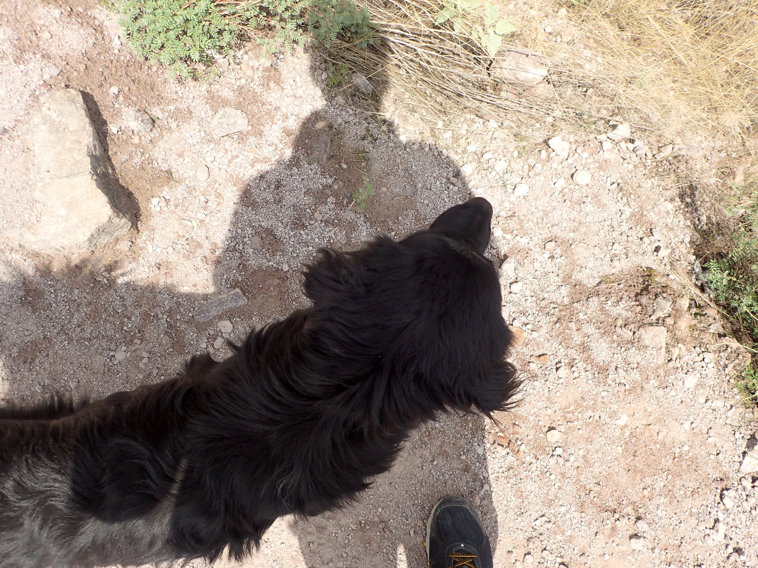 friendly trail dog.jpg