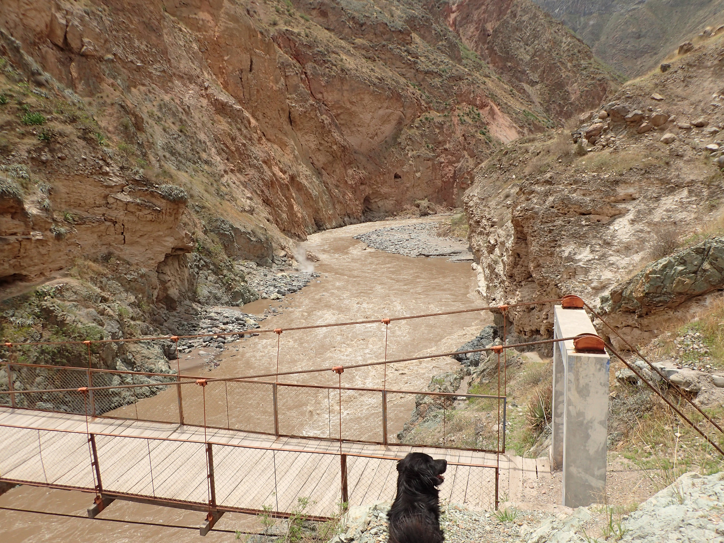 trail dog and geyser.jpg