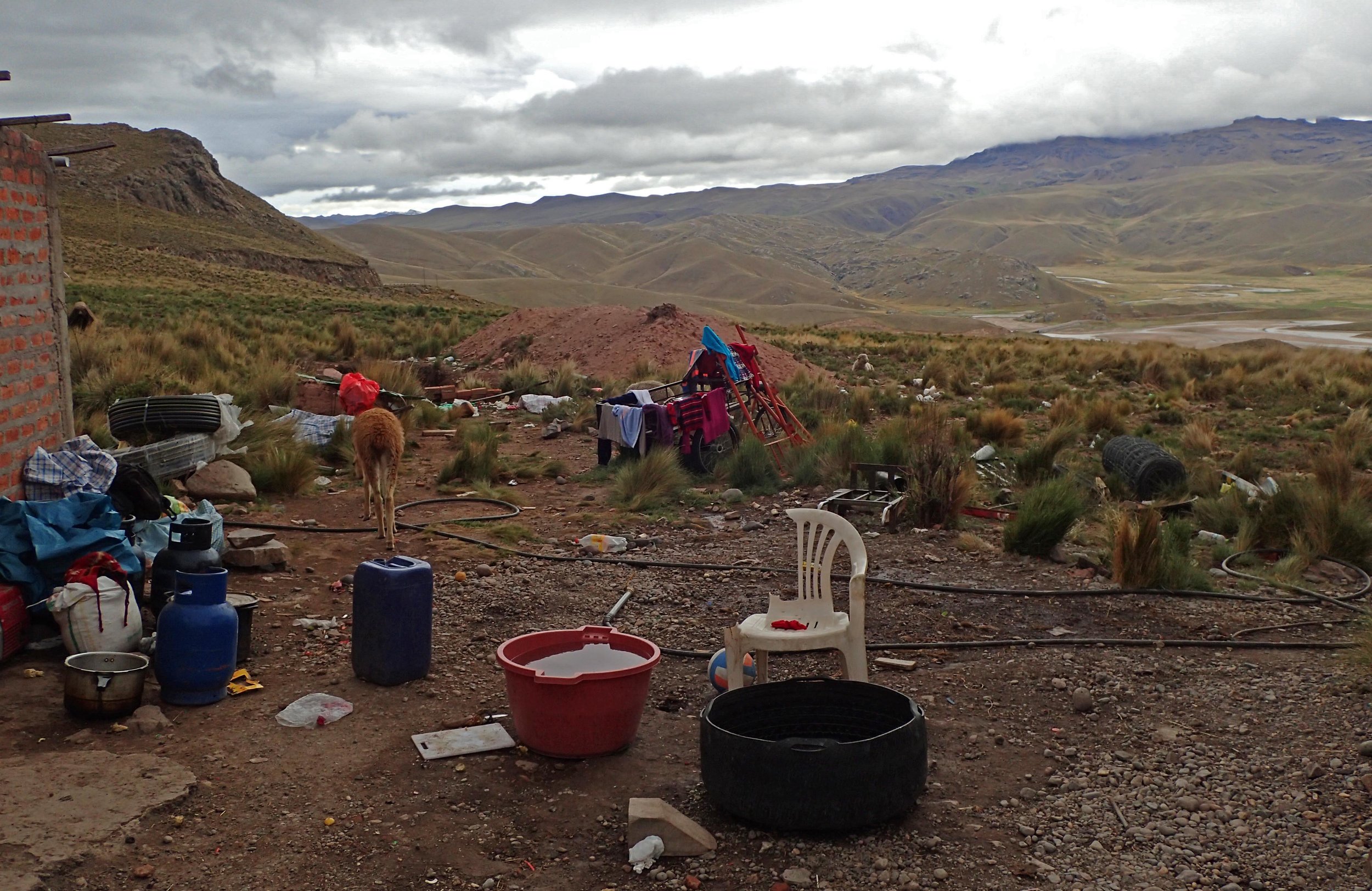 foraging vicuna.jpg