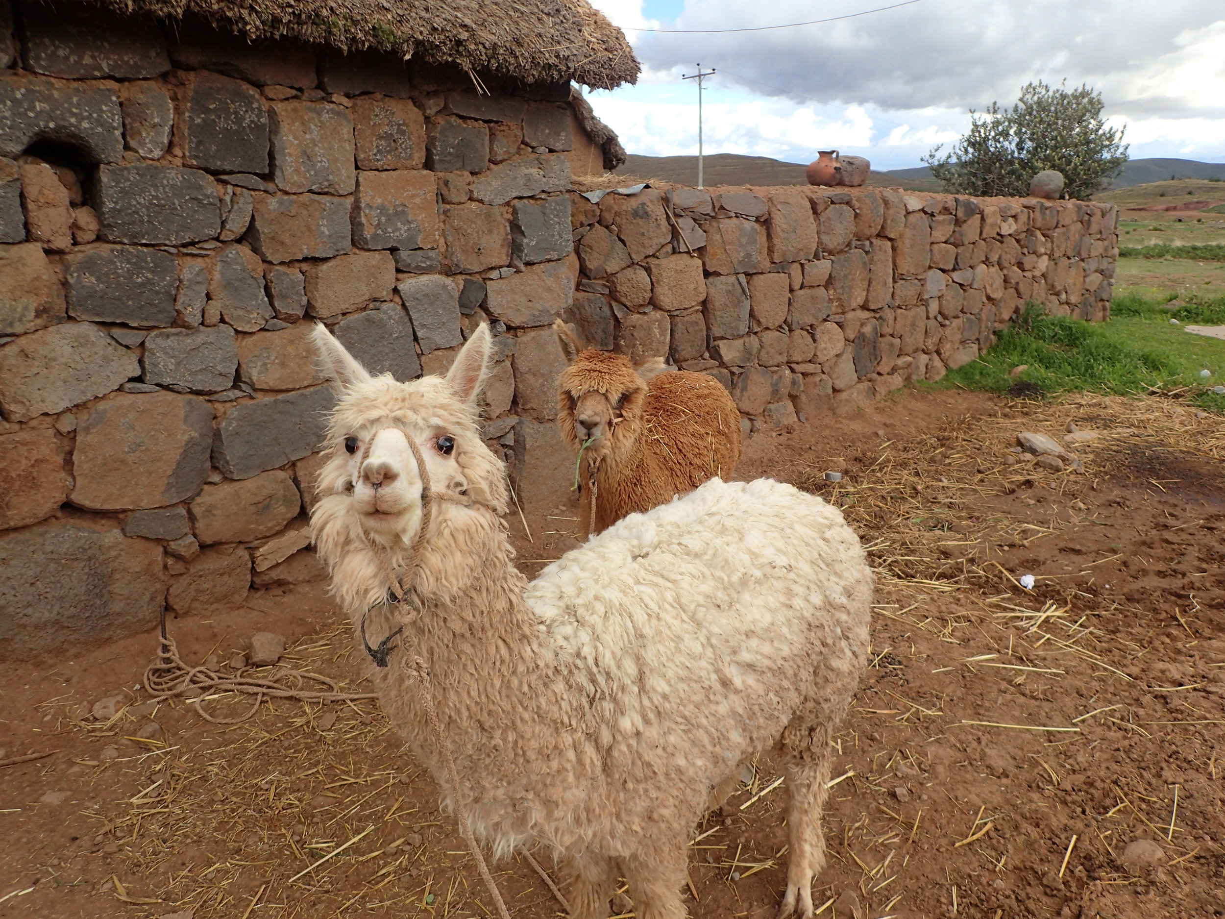 curious alpaca.jpg