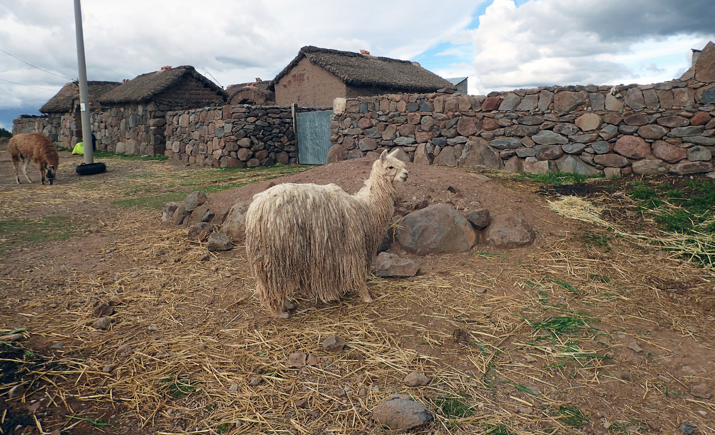 shaggy llama.jpg