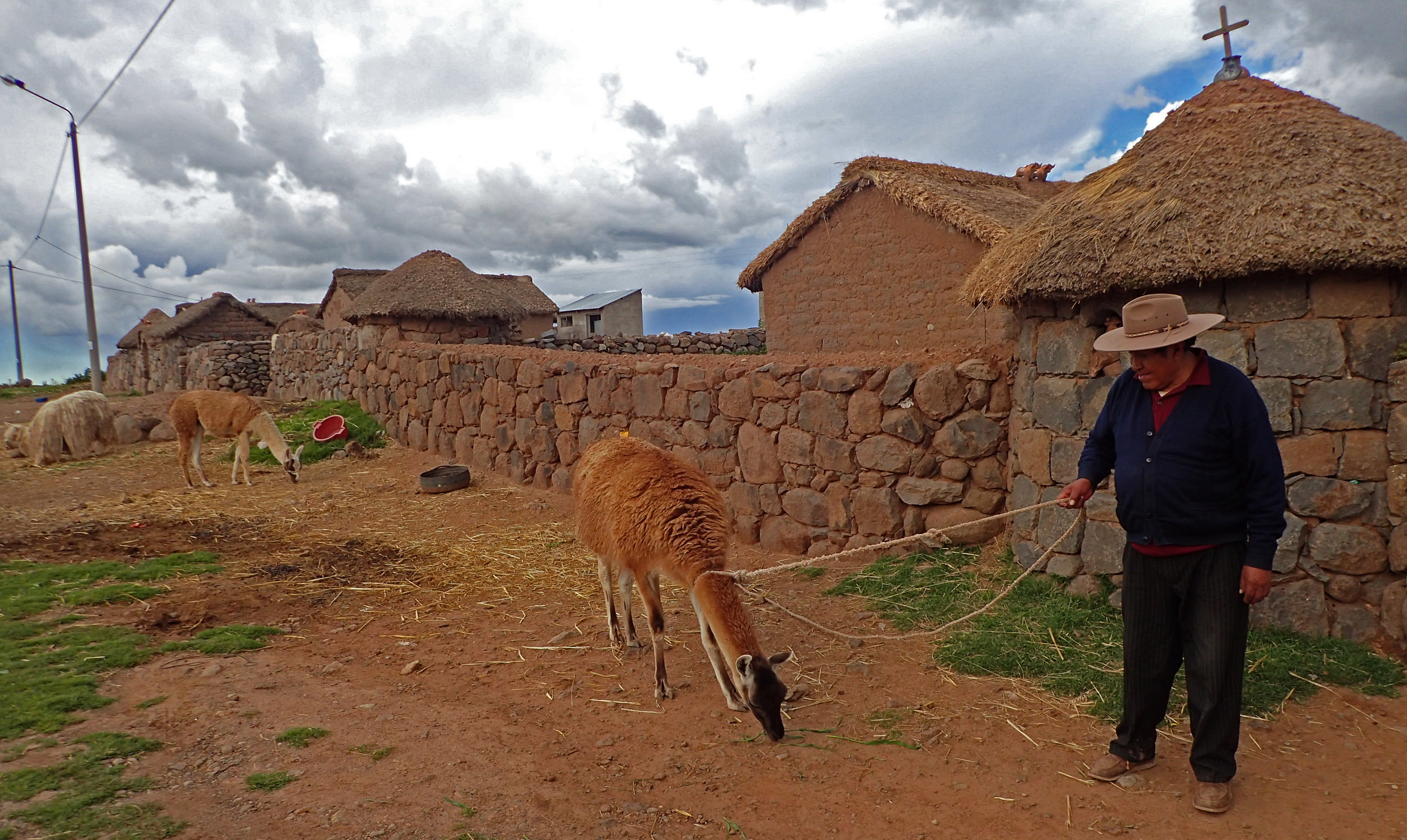 walking his llama.jpg