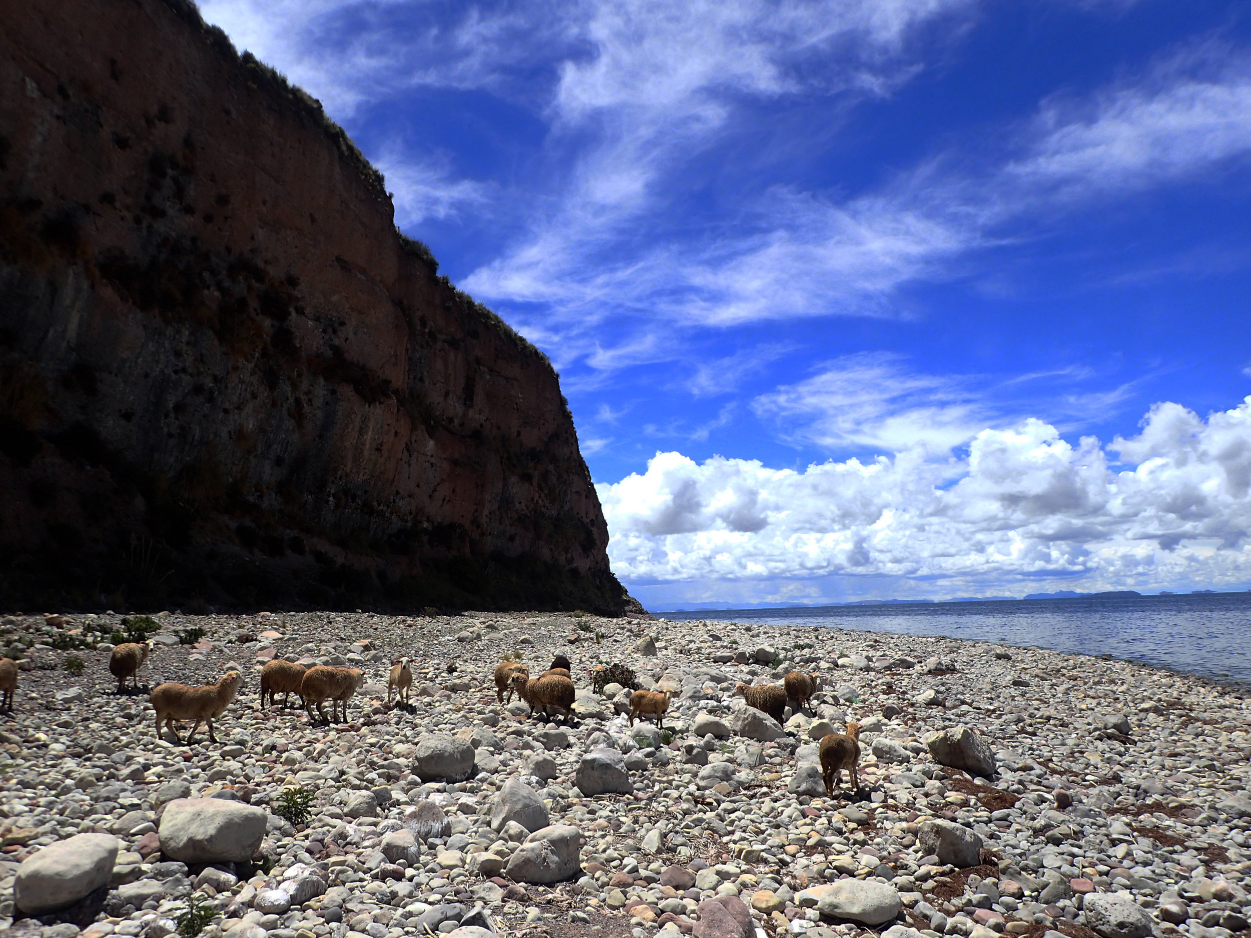 sheep on the beach.jpg