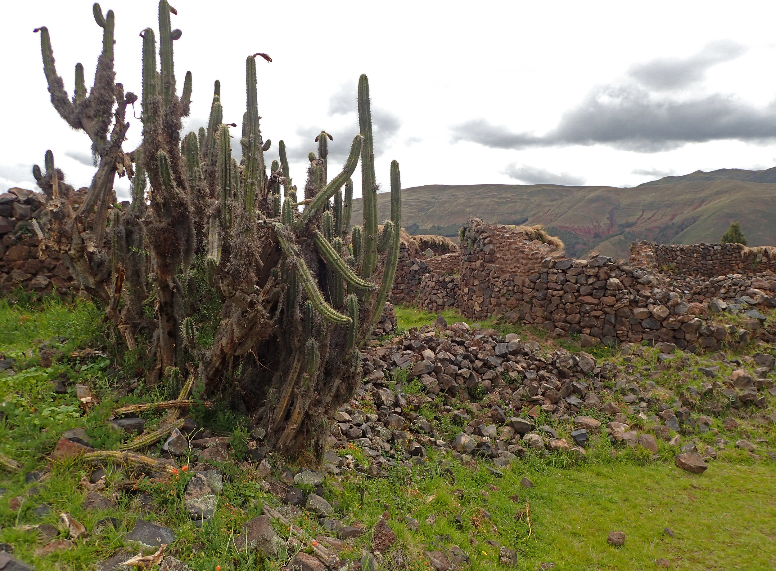 cactus and ruins.jpg