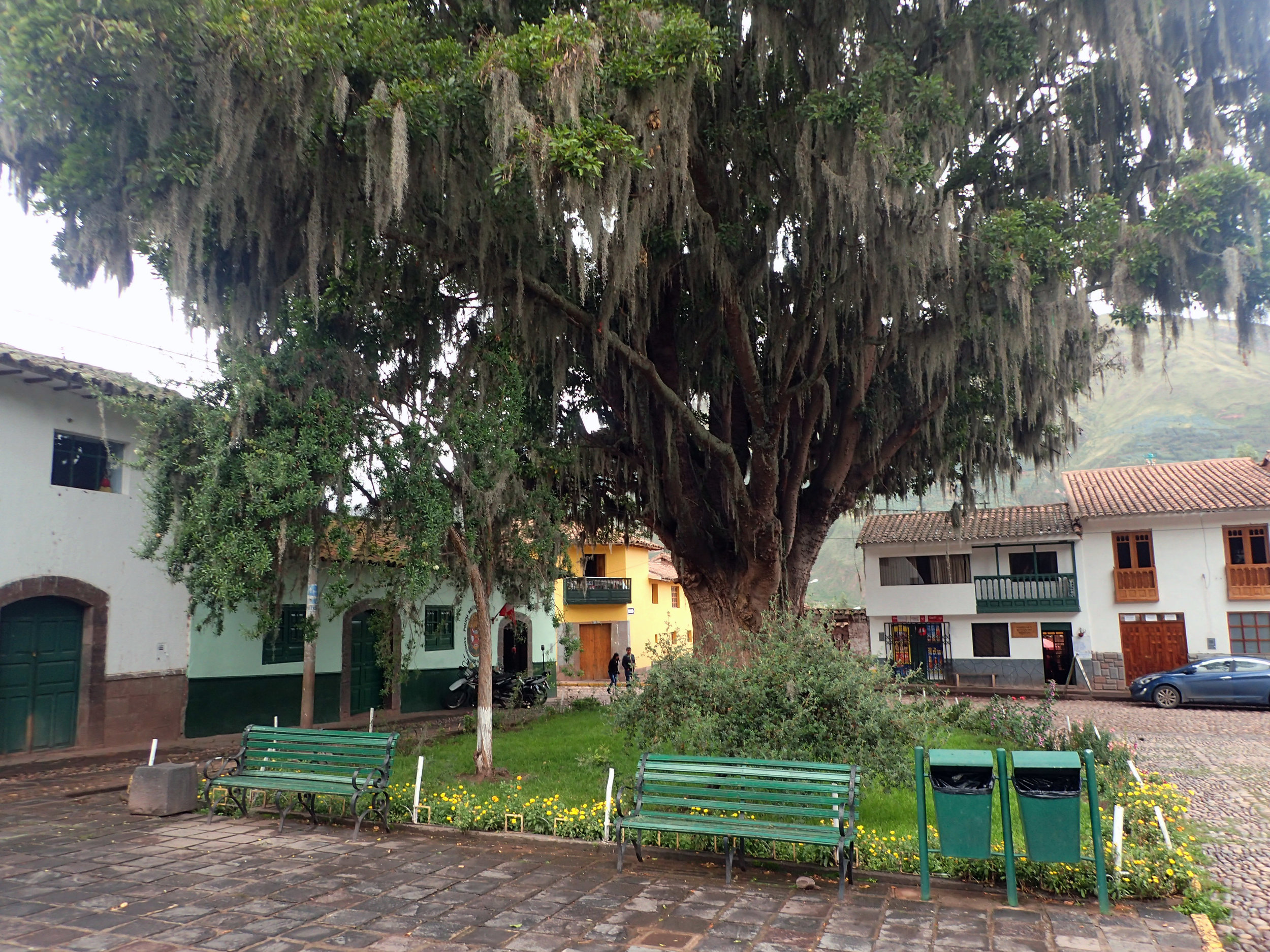 Spanish moss.jpg