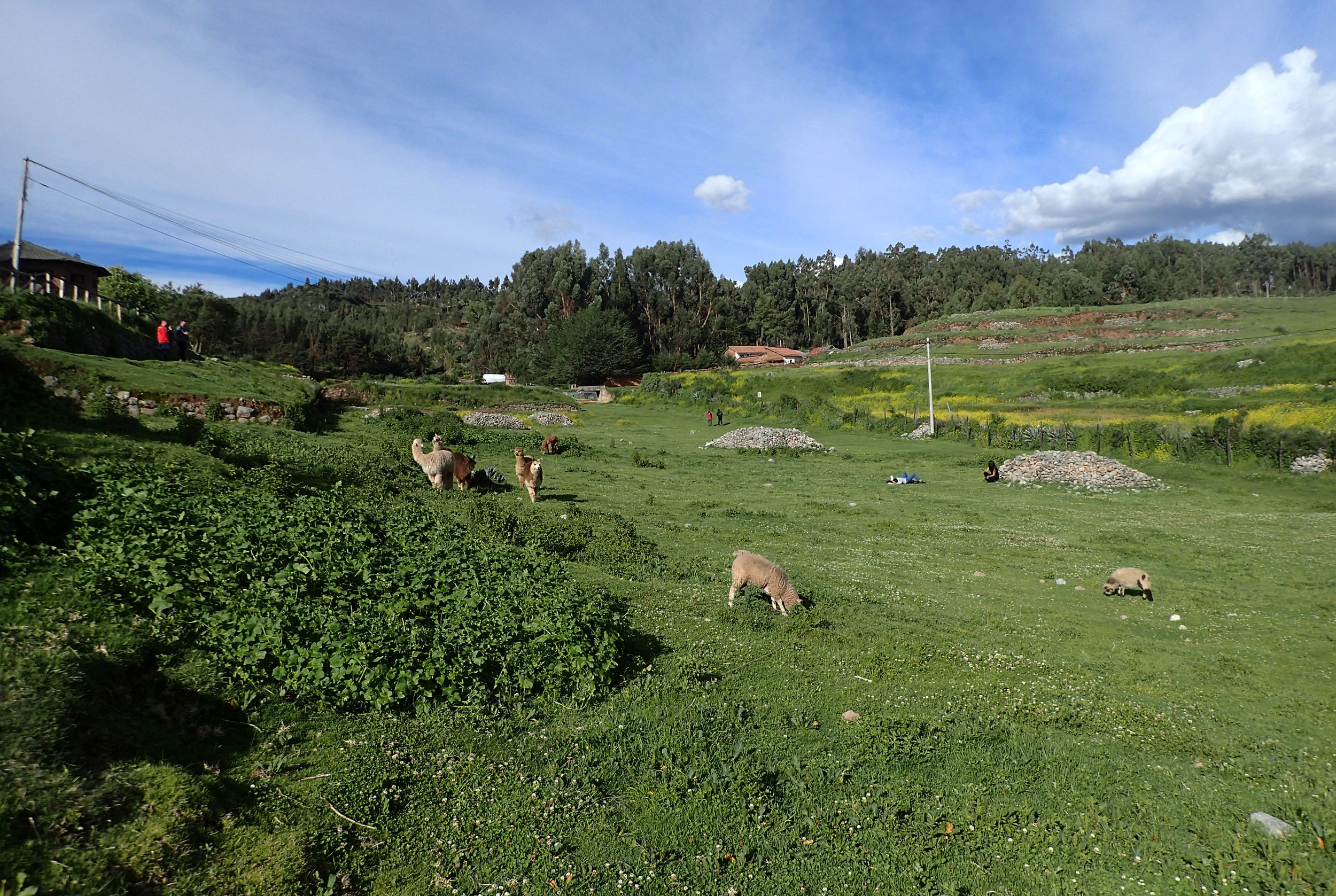 Ciao's first alpacas.jpg