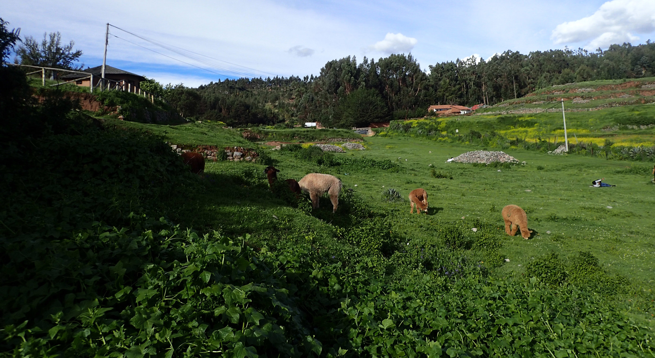 Ciao's first day in Peru.jpg