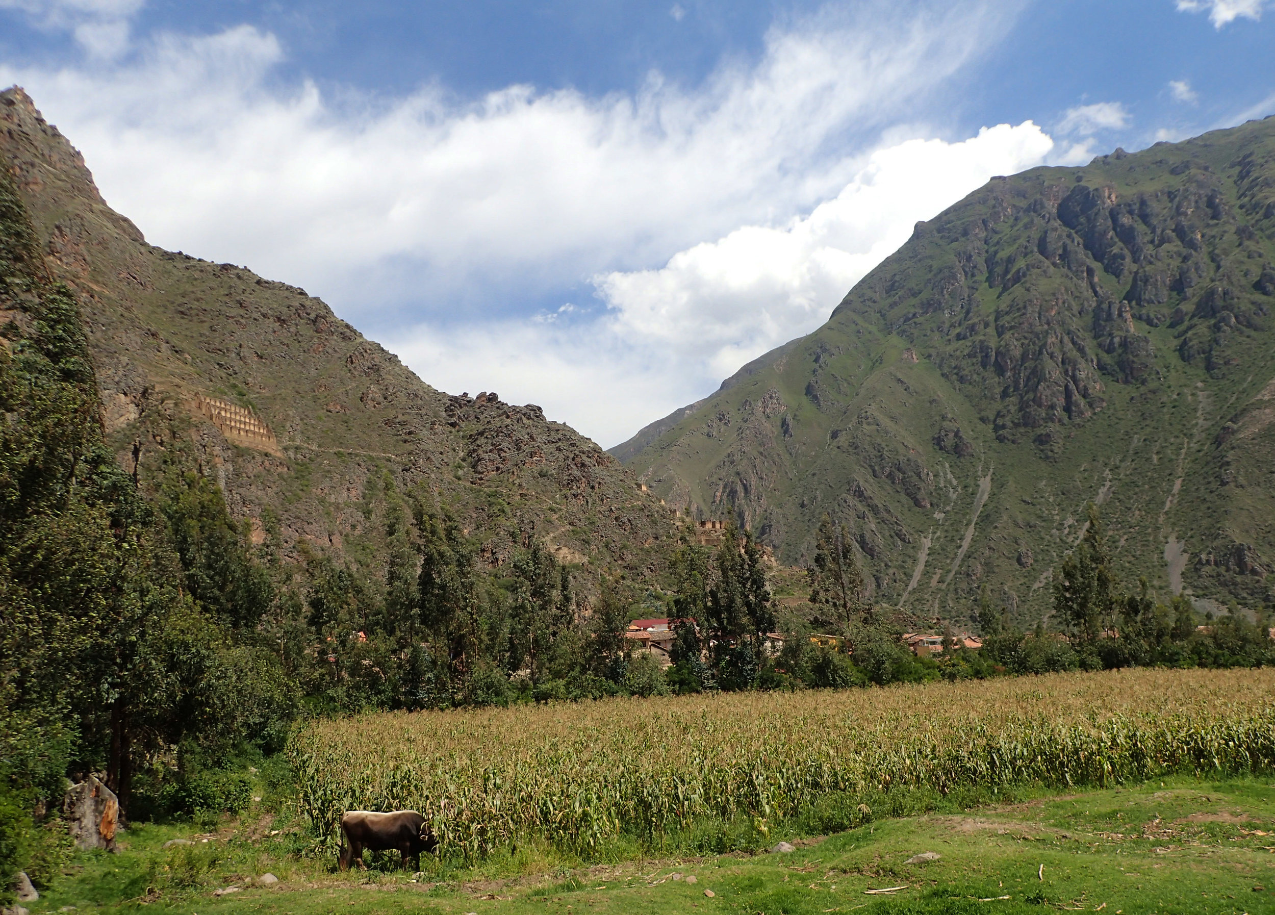 bucolic Ollantaytambo.jpg