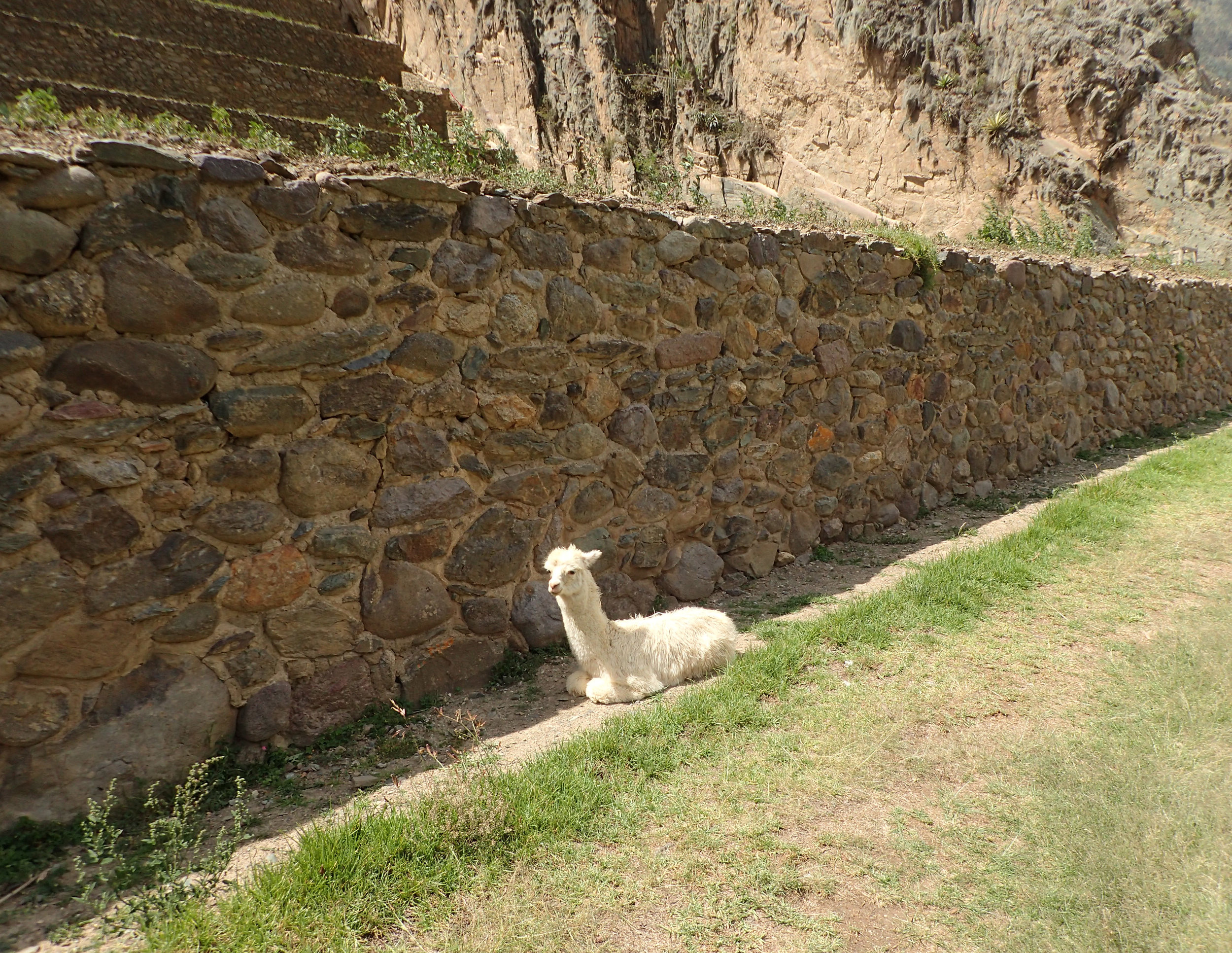 juvenile alpaca.jpg