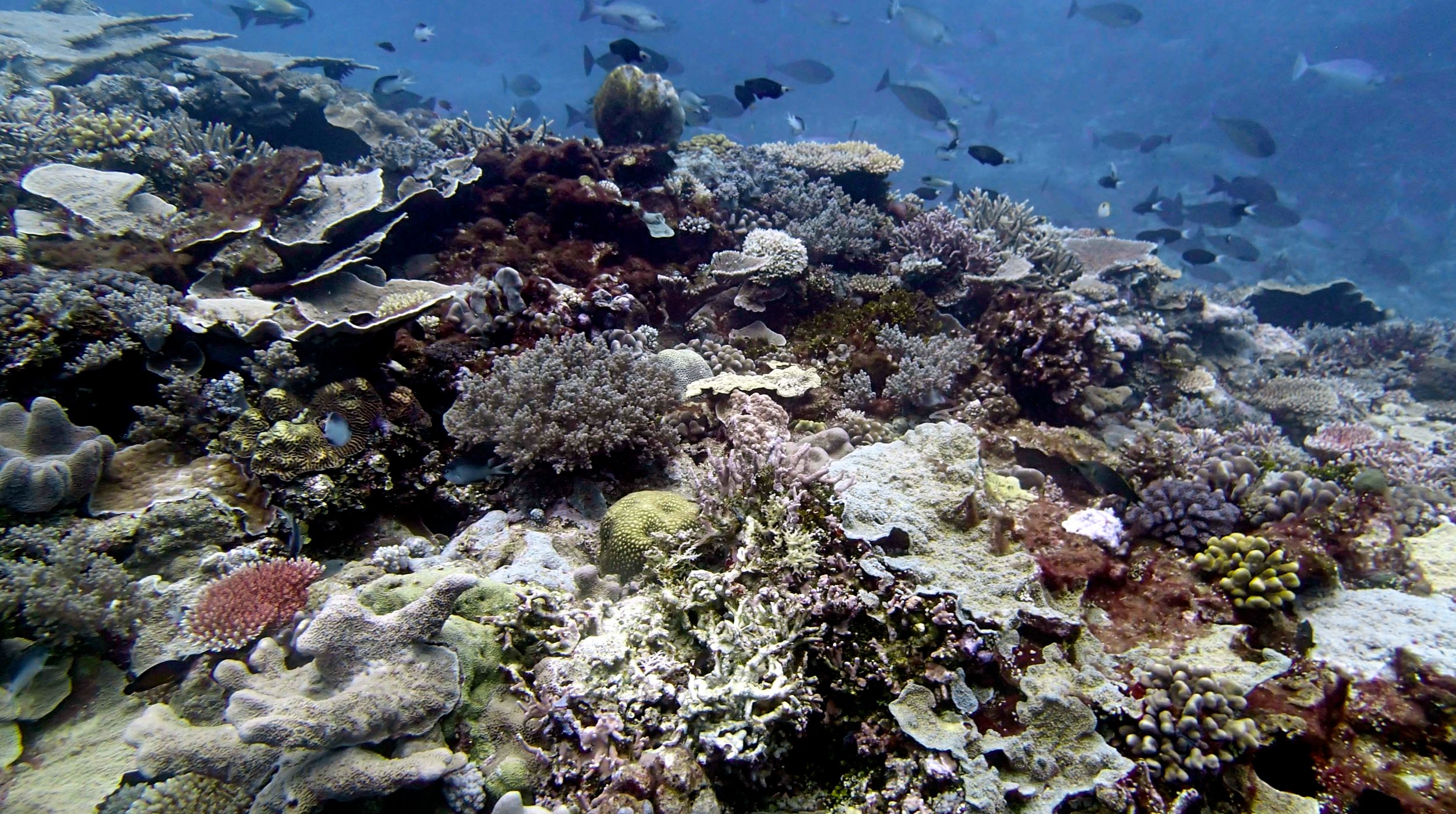 high diversity reef.jpg