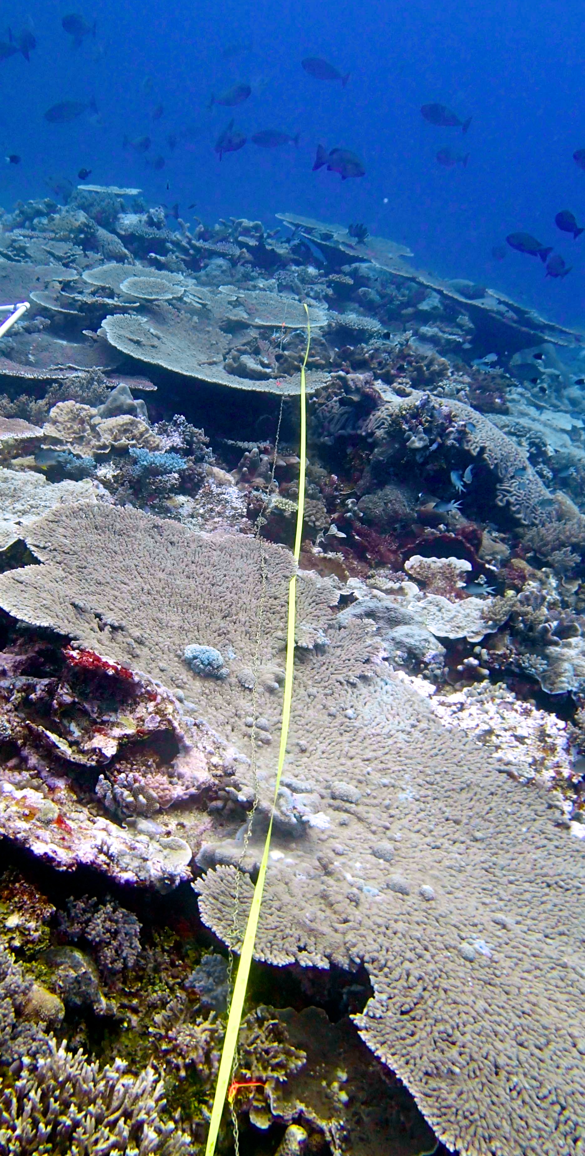 rugosity transect at Wood Reef.jpg