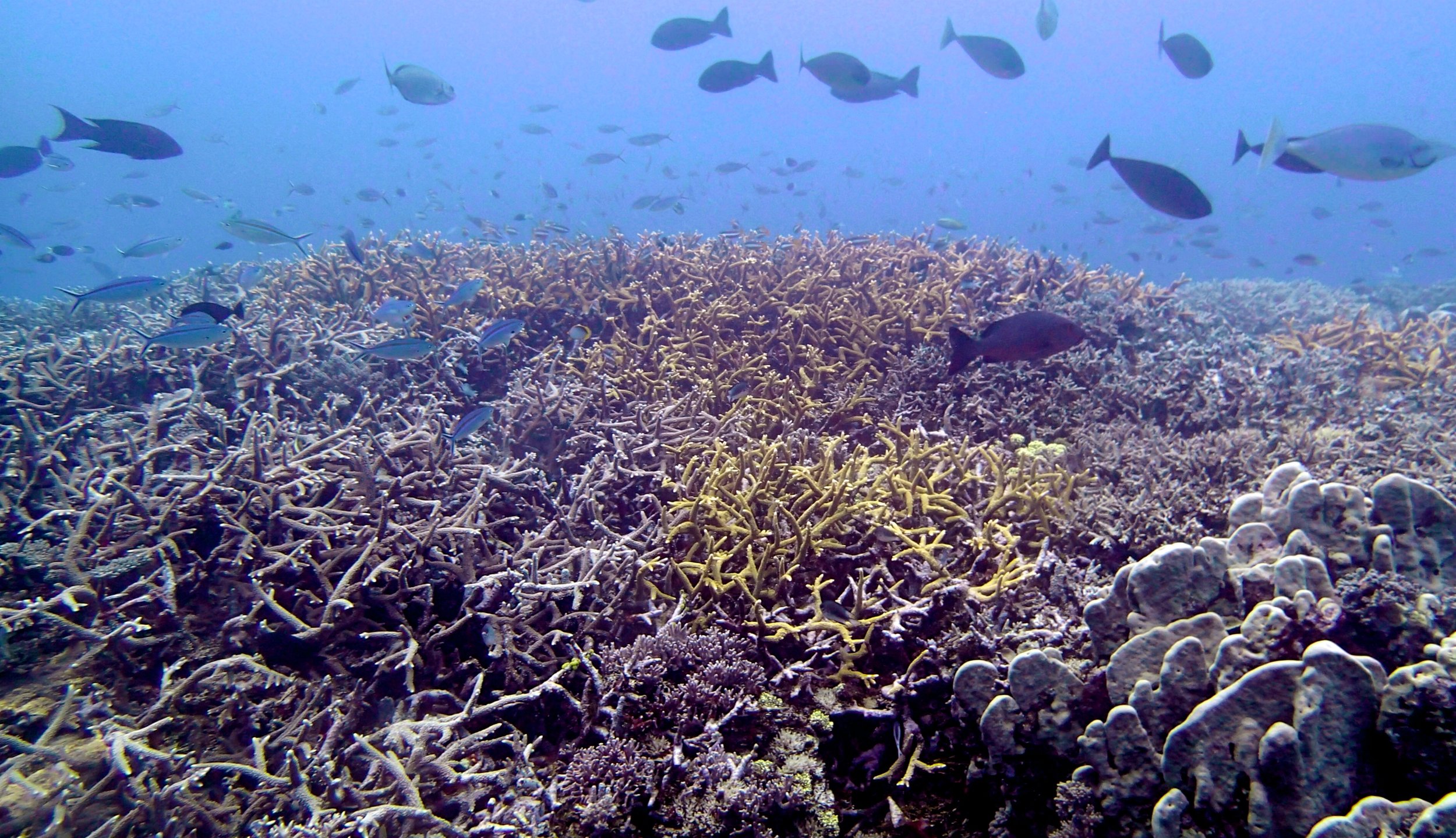 Wood Reef dive 2.jpg