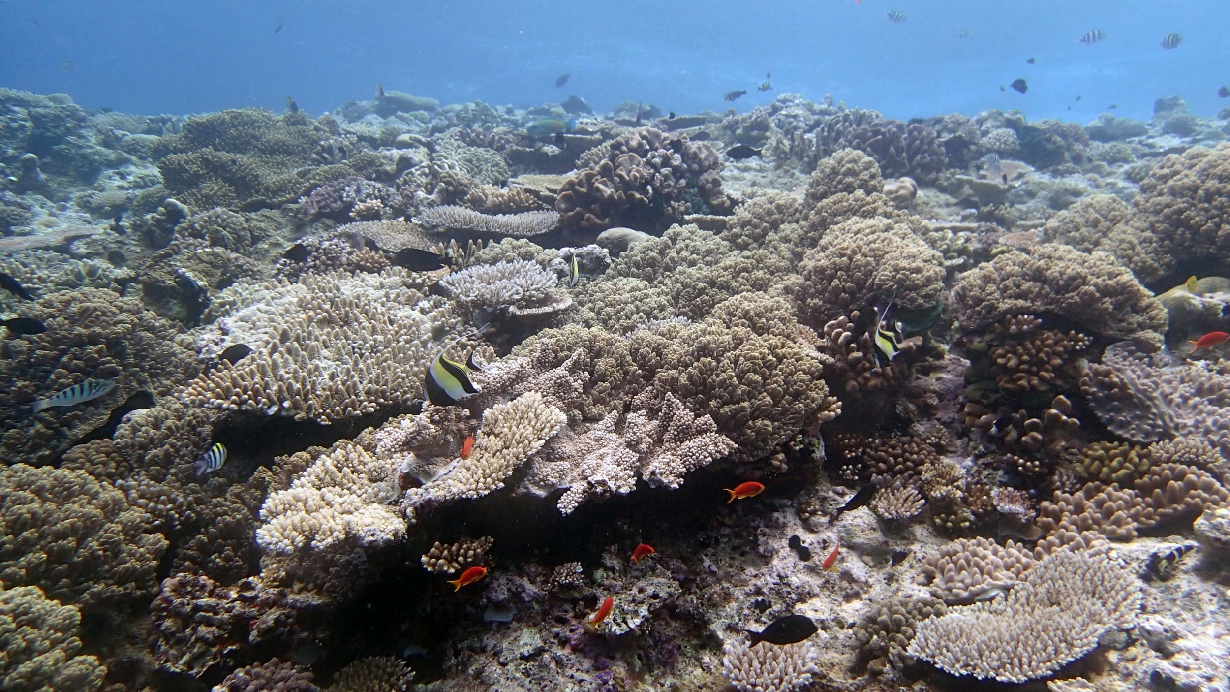 Wood Reef shallows.jpg