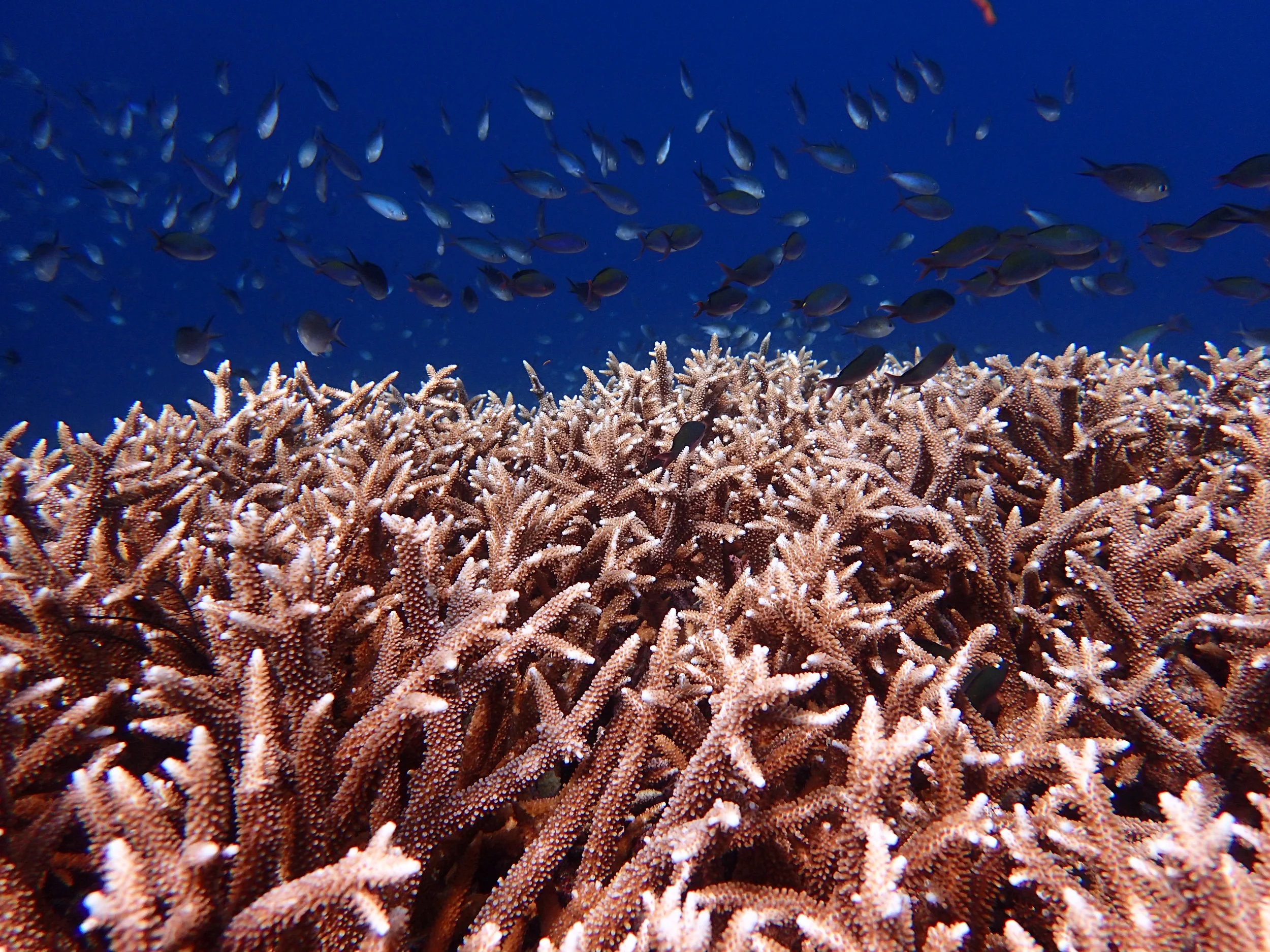 Acropora in Banda.jpg