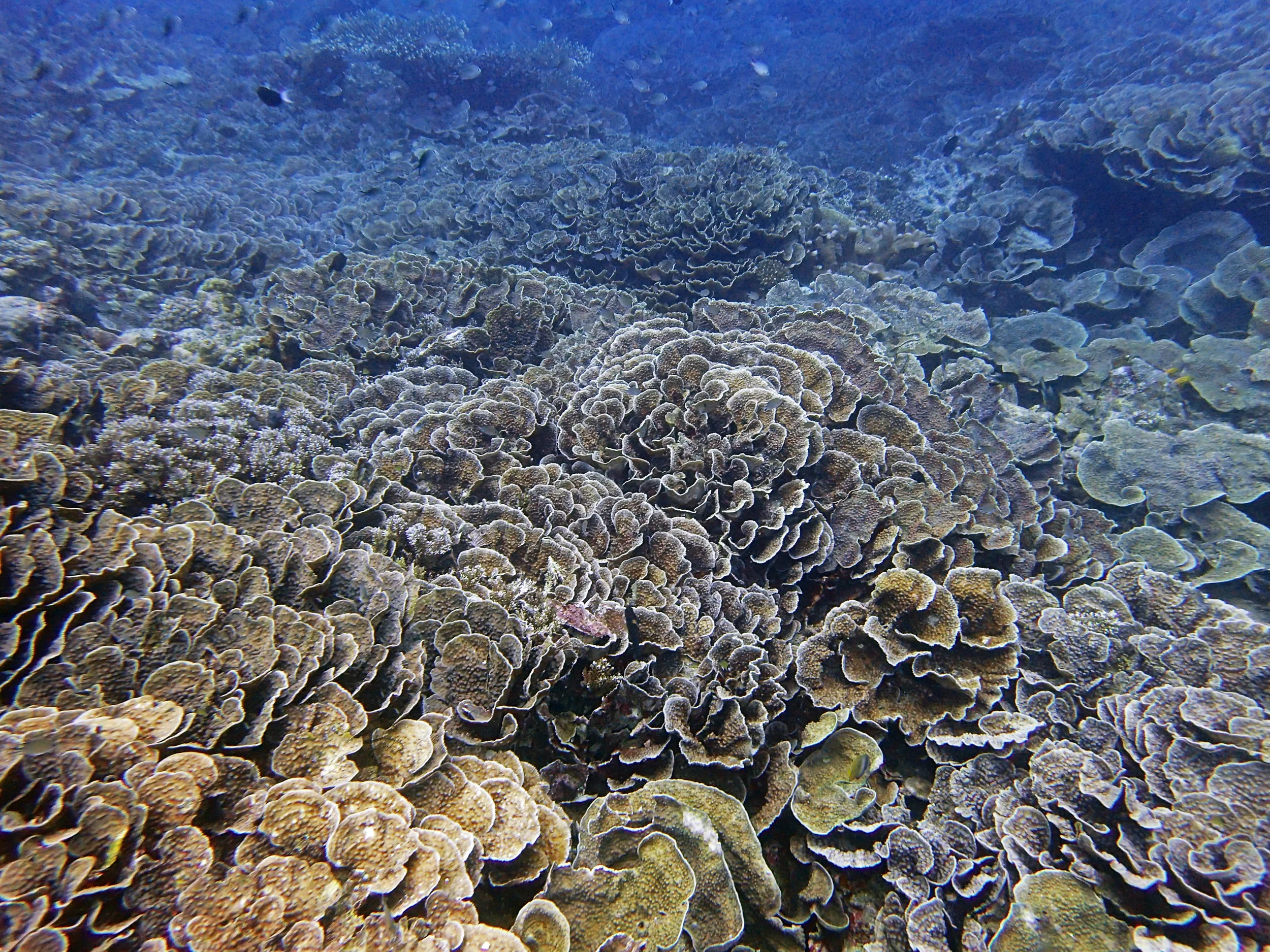 Banda's lava flow.jpg