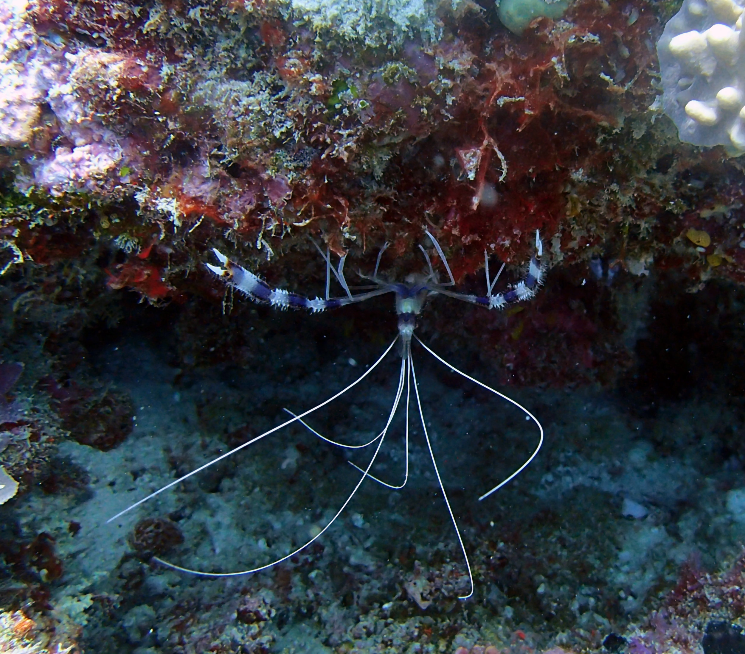 BANDED coral shrimp.jpg