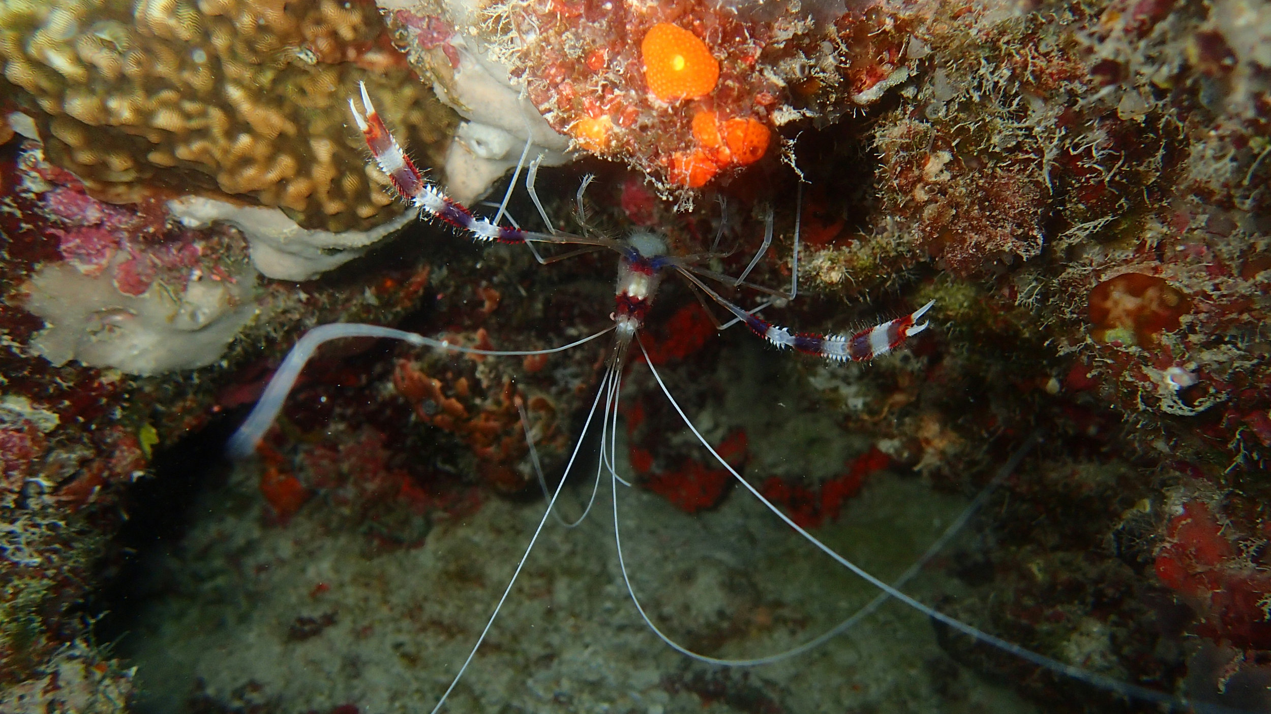 best banded coral shrimp.jpg