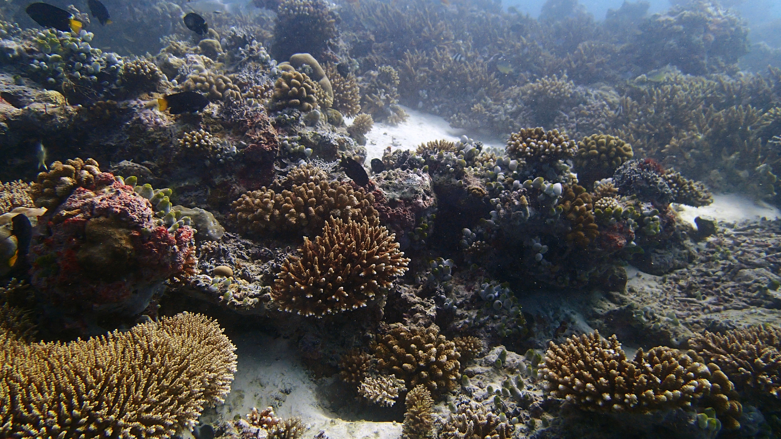 corals of Camel Point.jpg