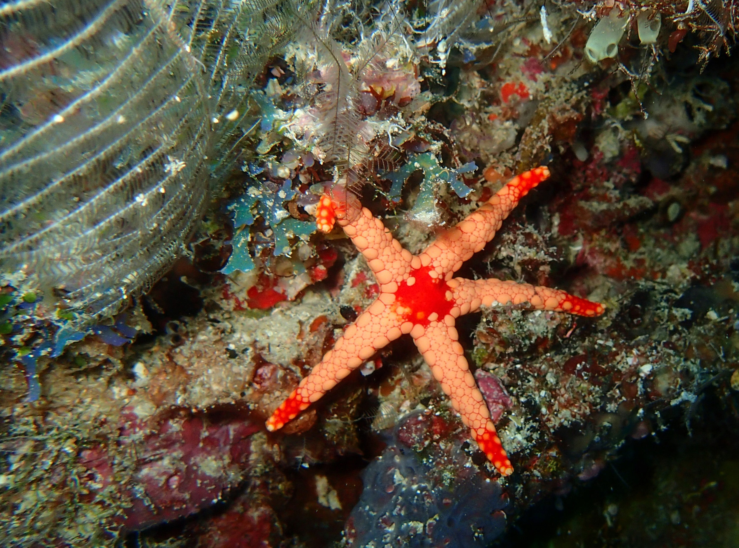 friendly starfish.jpg
