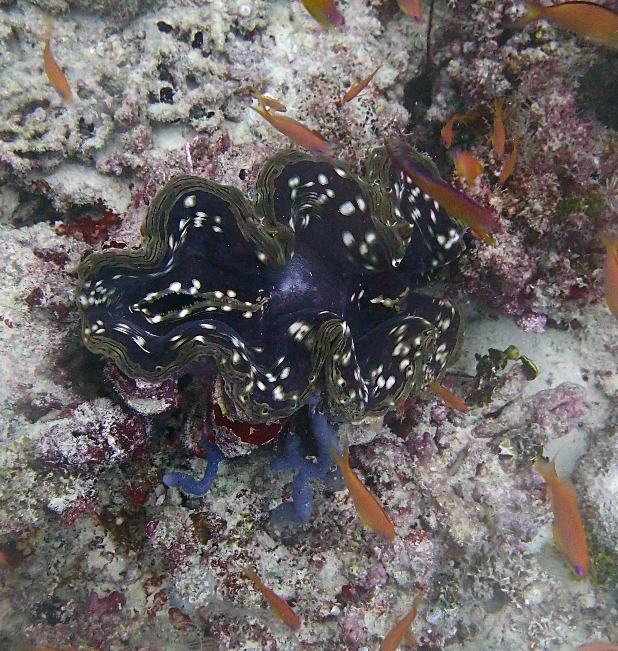 giant clam.jpg