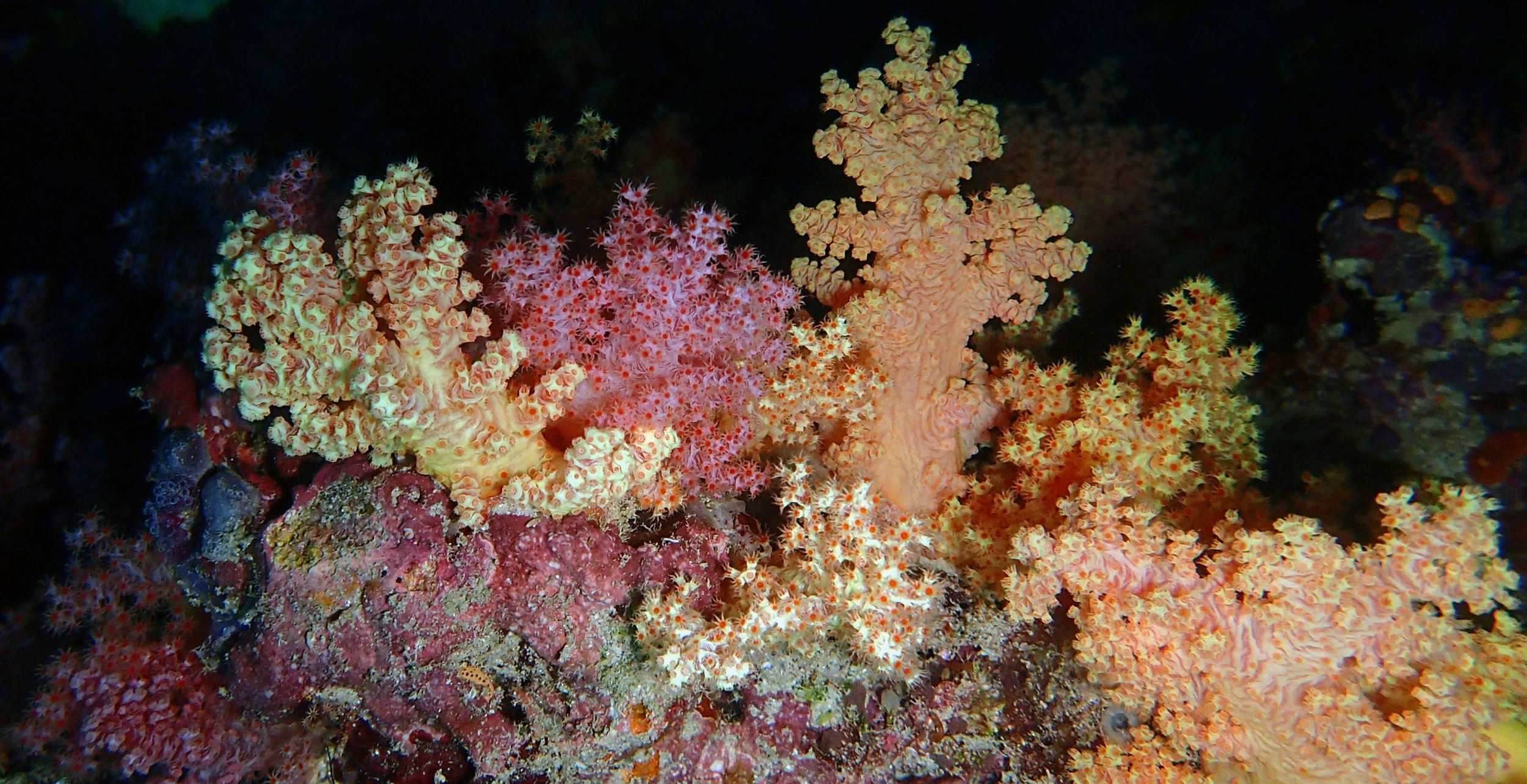 good soft coral shot.jpg