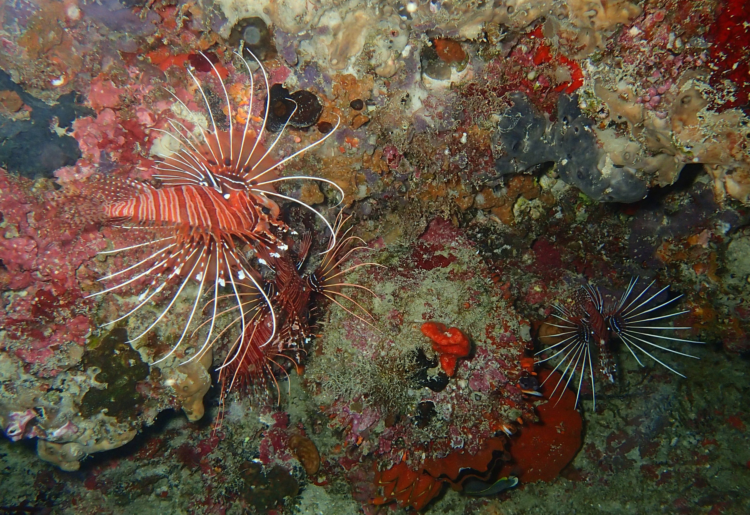 lionfish in cave.jpg