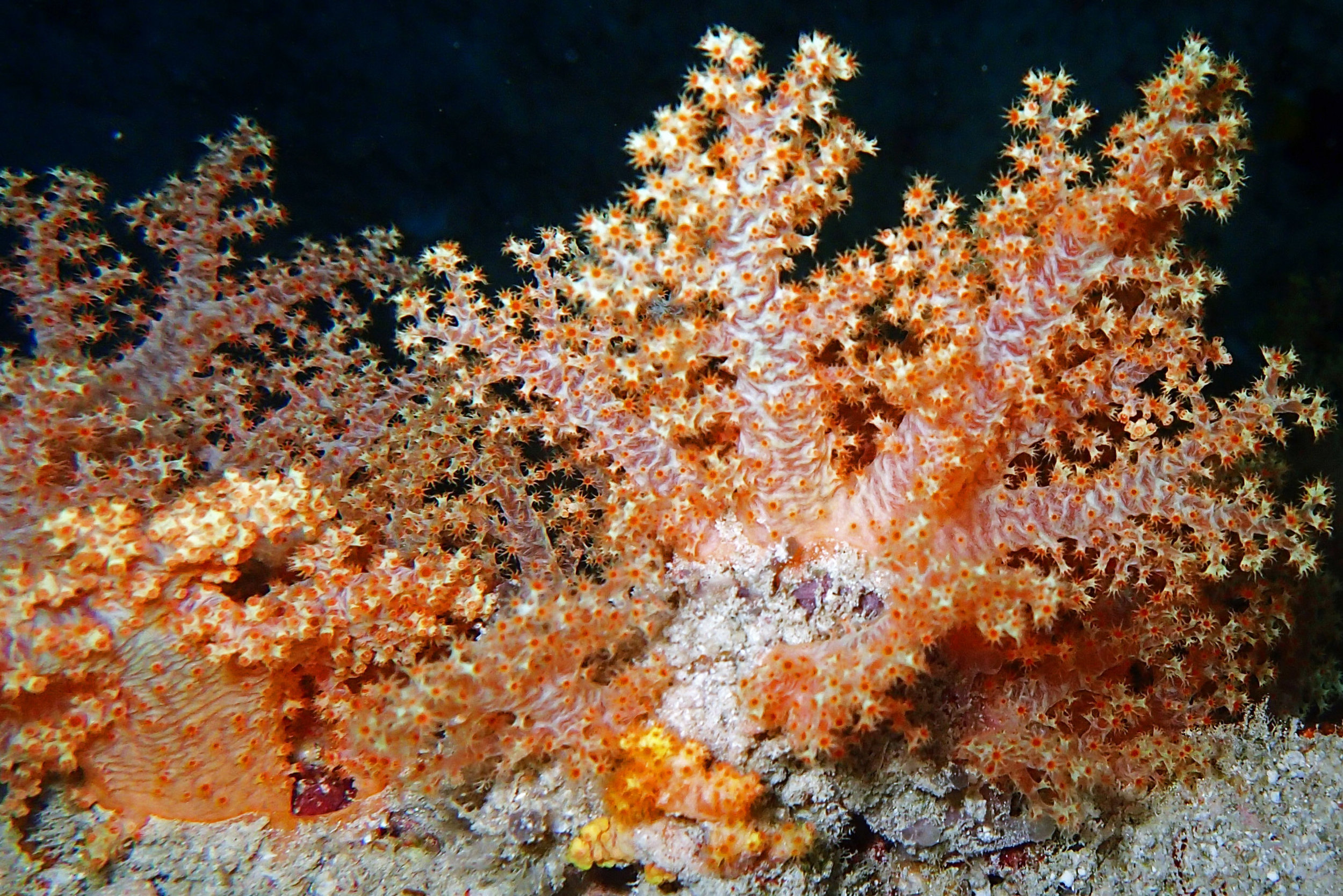 soft corals-Maldives.jpg