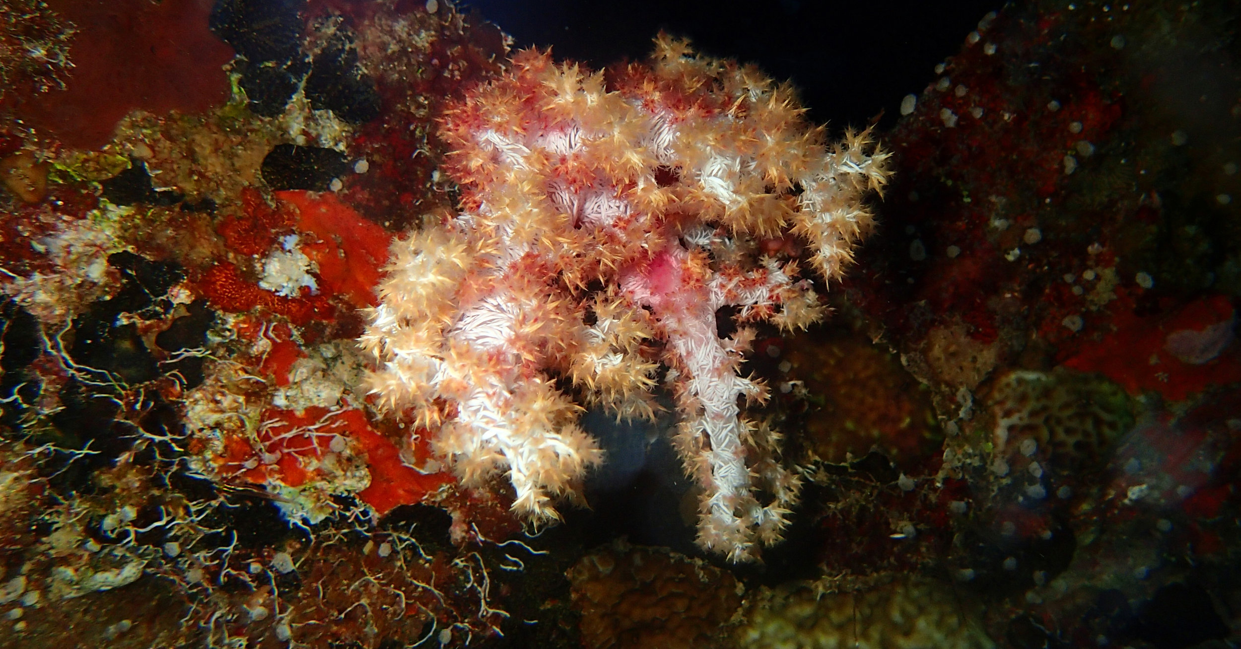 soft coral on wreck.jpg