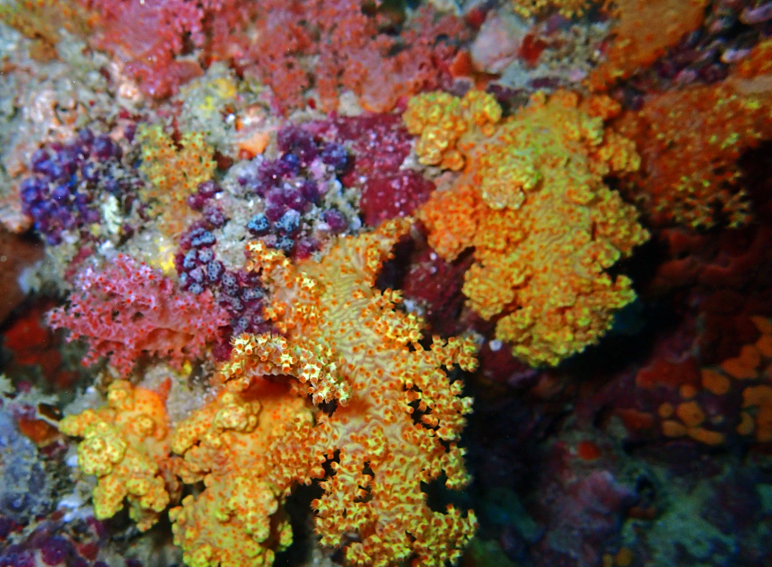 vibrant soft corals.jpg