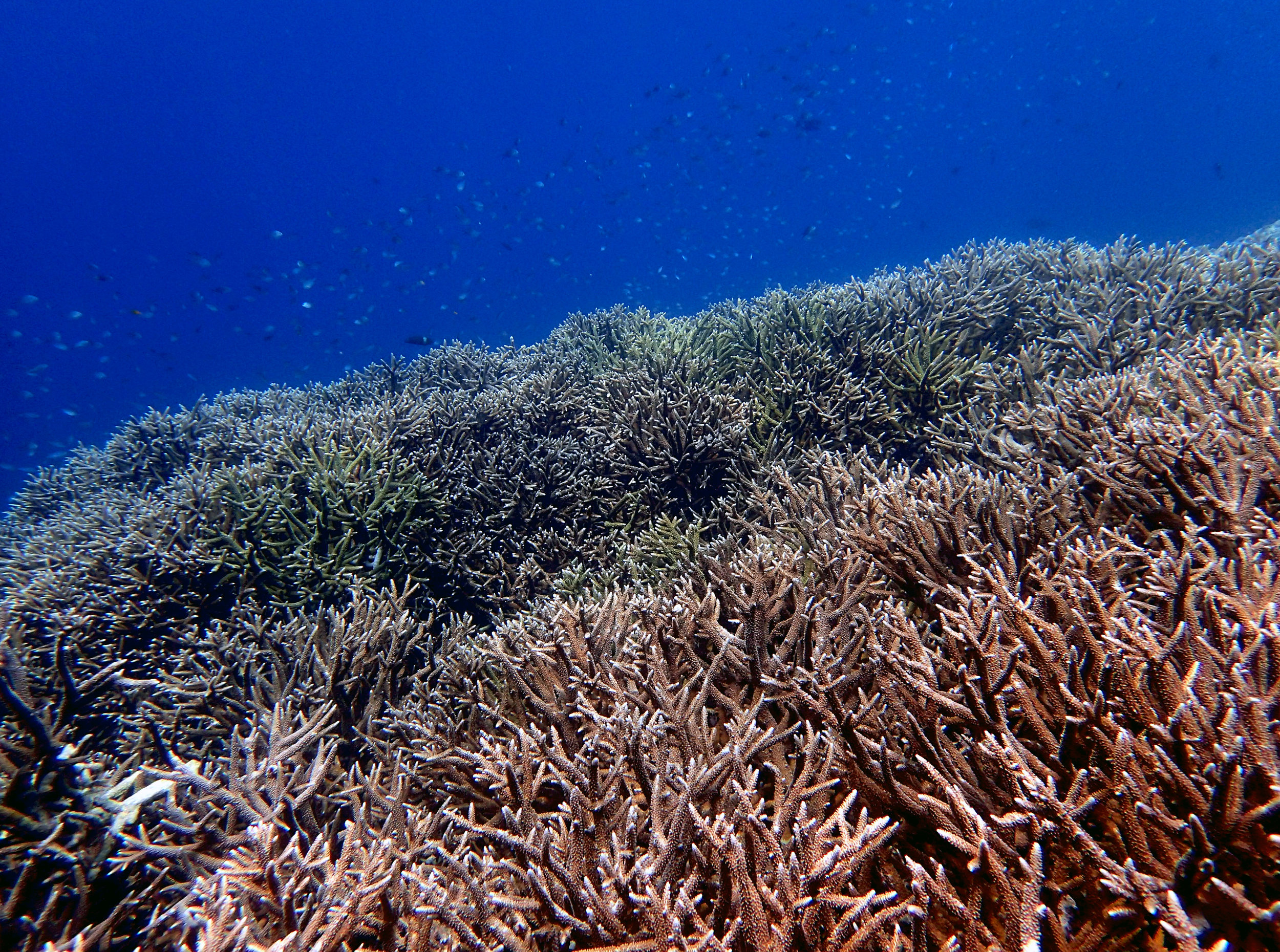 Acropora thicket- Banda.jpg