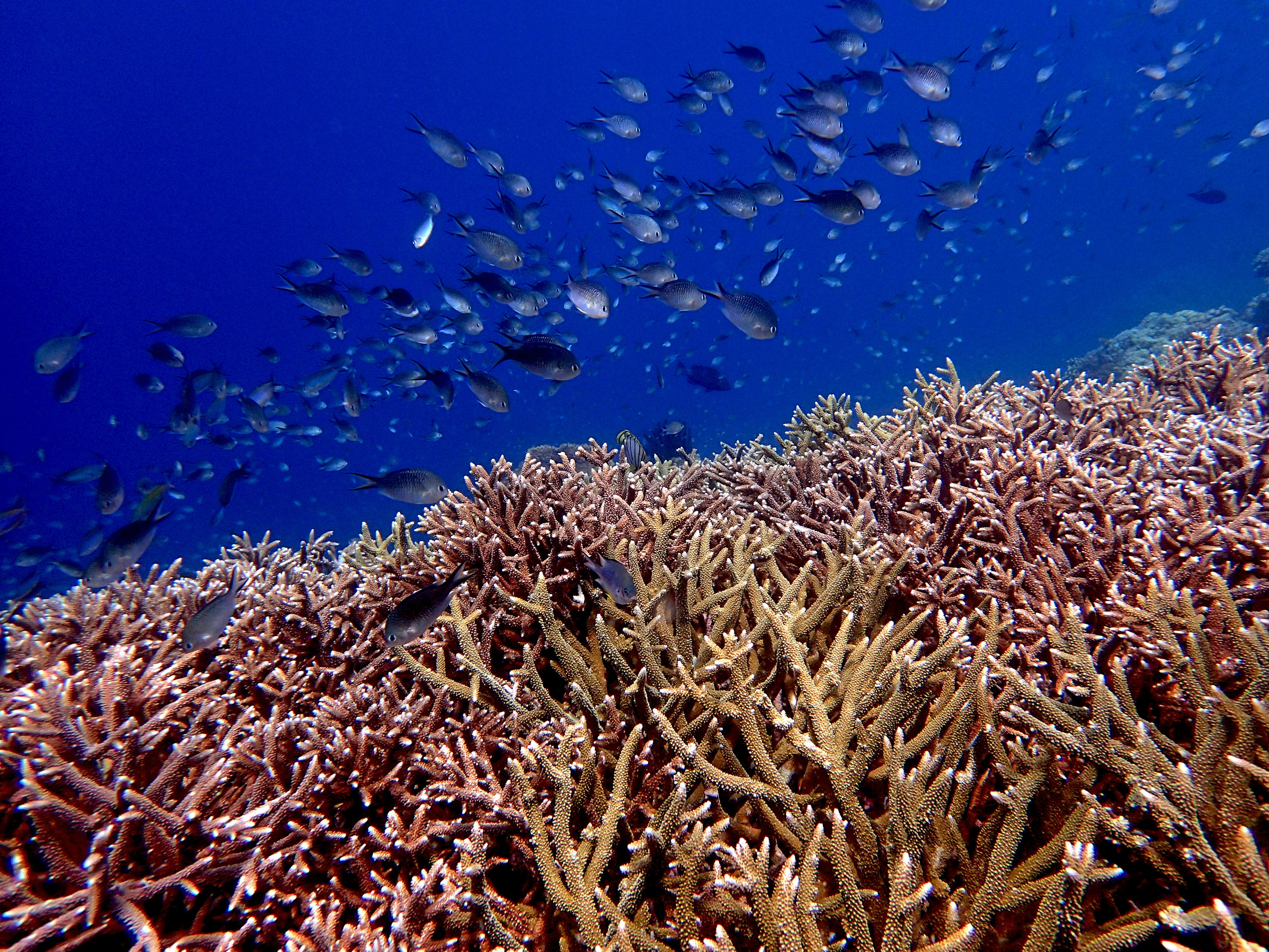 best Acropora shot?.jpg