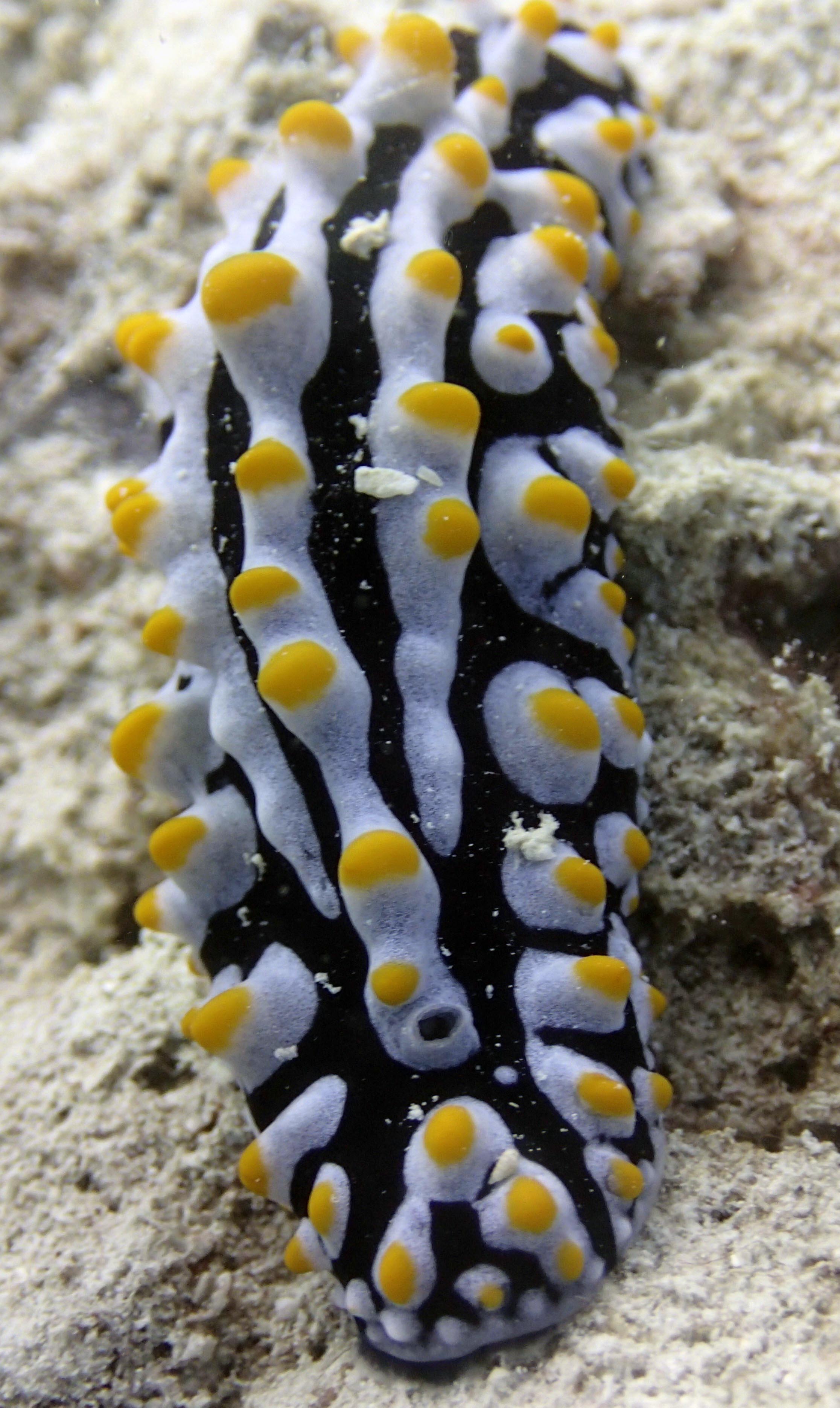 another nice nudibranch.jpg