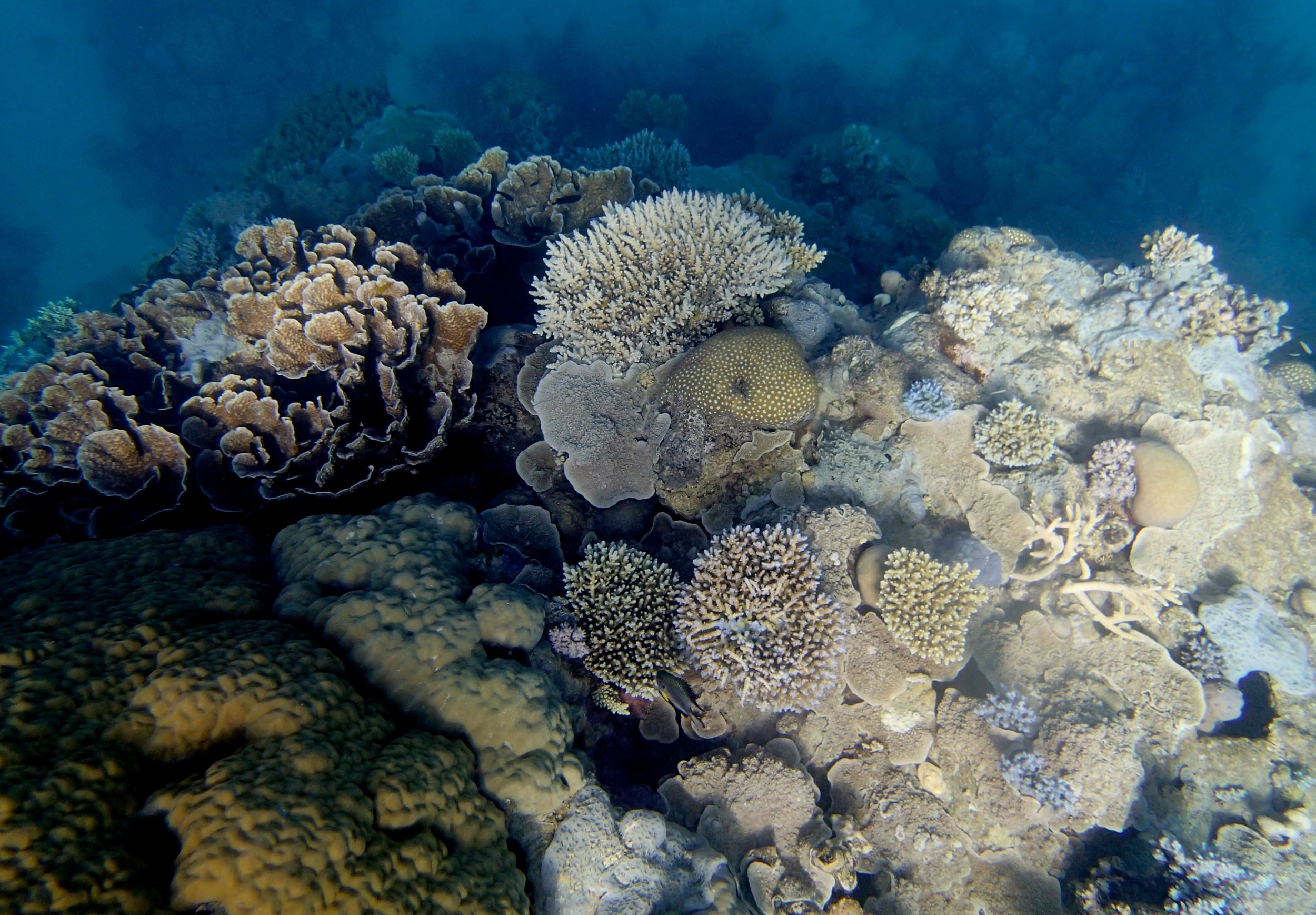 good shot of Unnamed Reef 63a.jpg