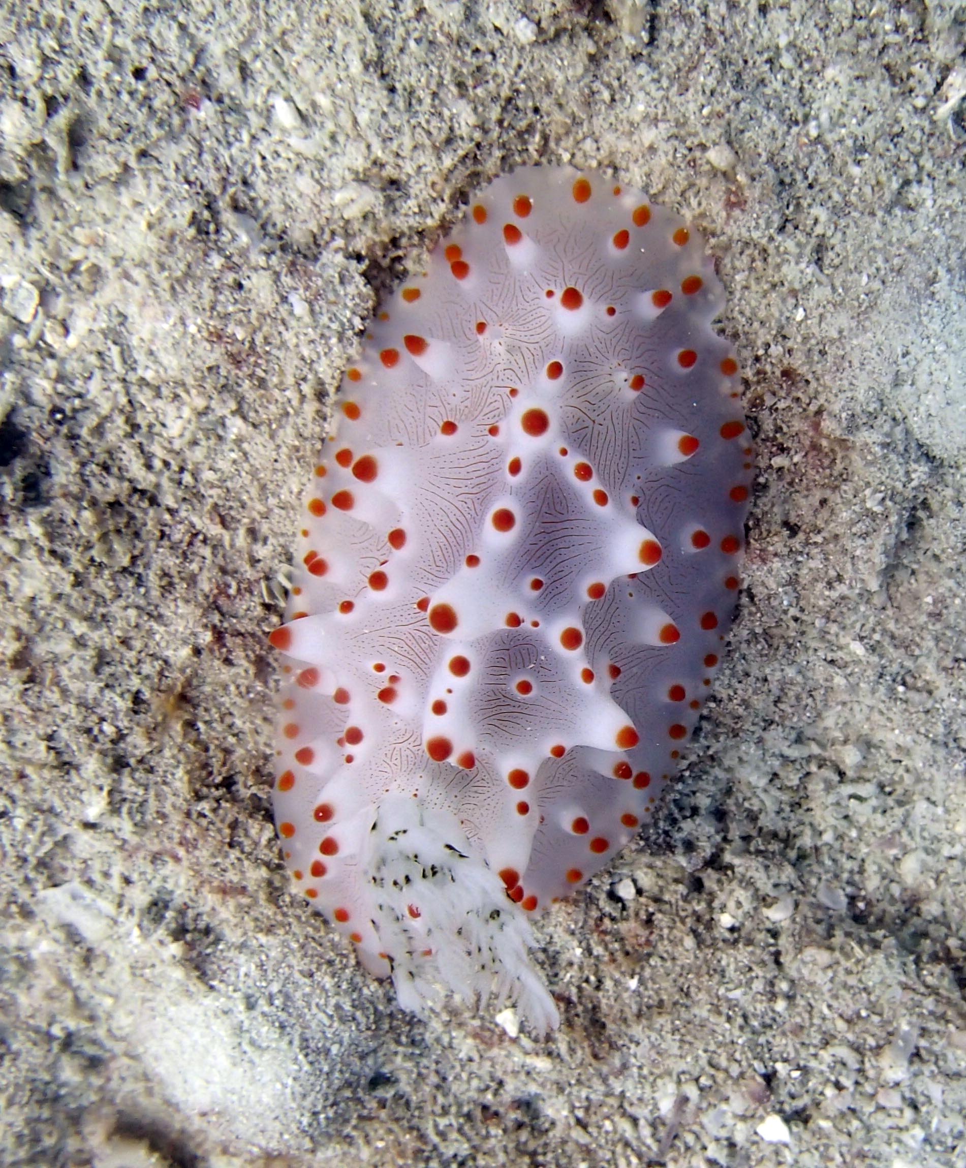 beautiful nudibranch.jpg