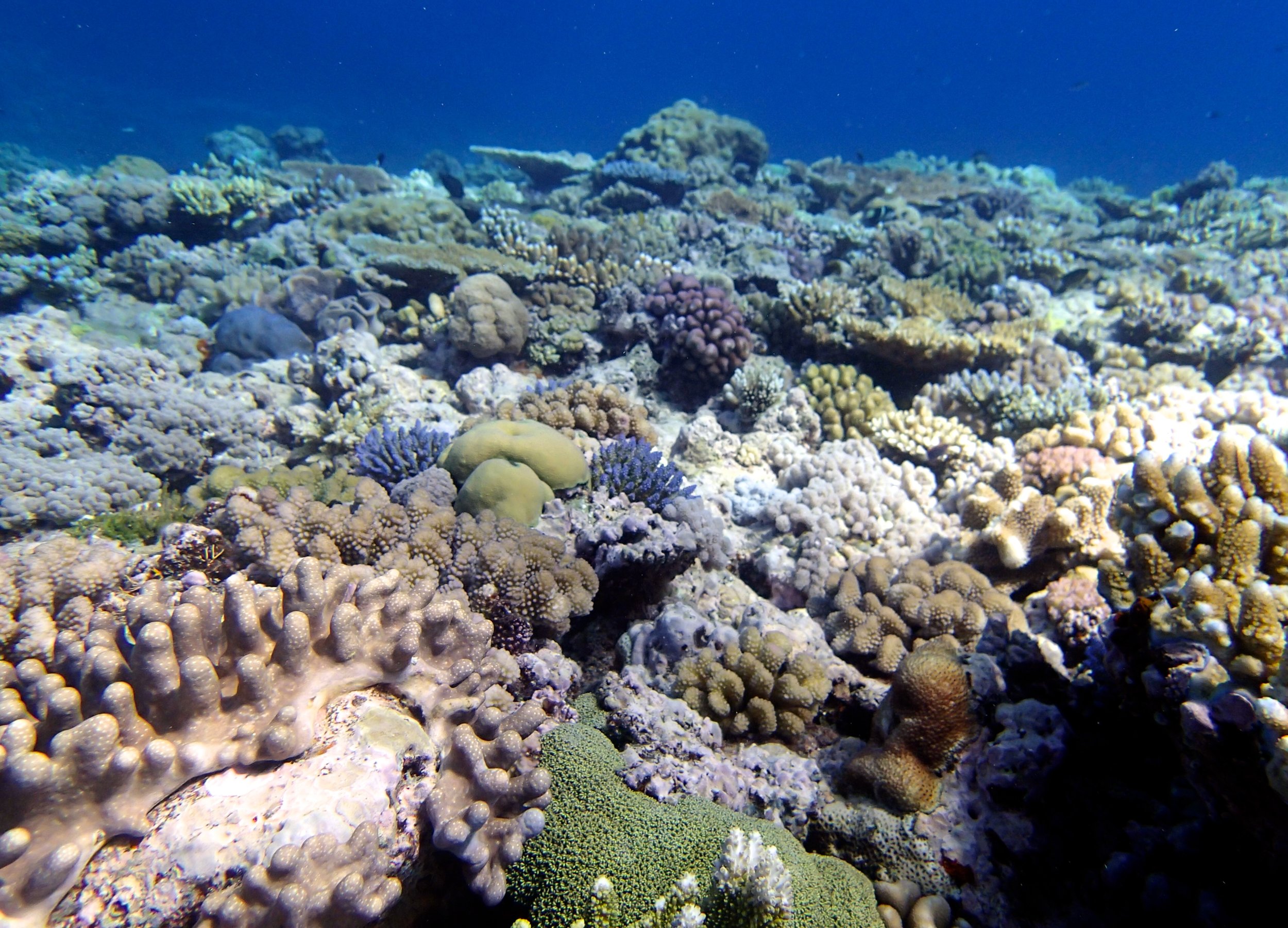 beautiful Jewel Reef.jpg
