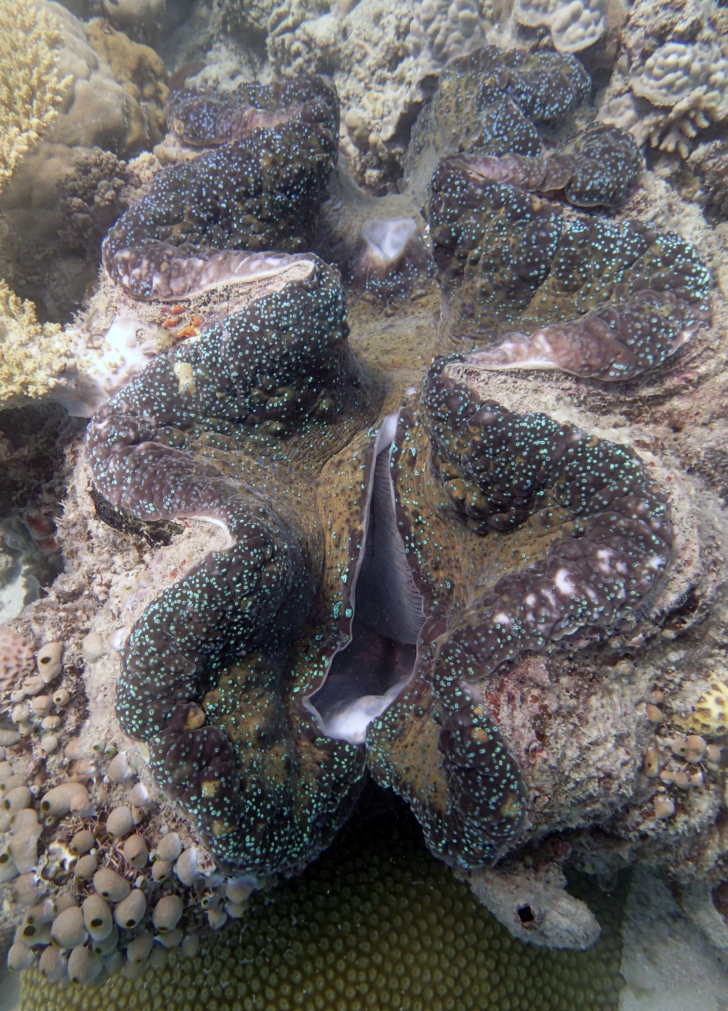 giant clam at Monkman Reef.jpg