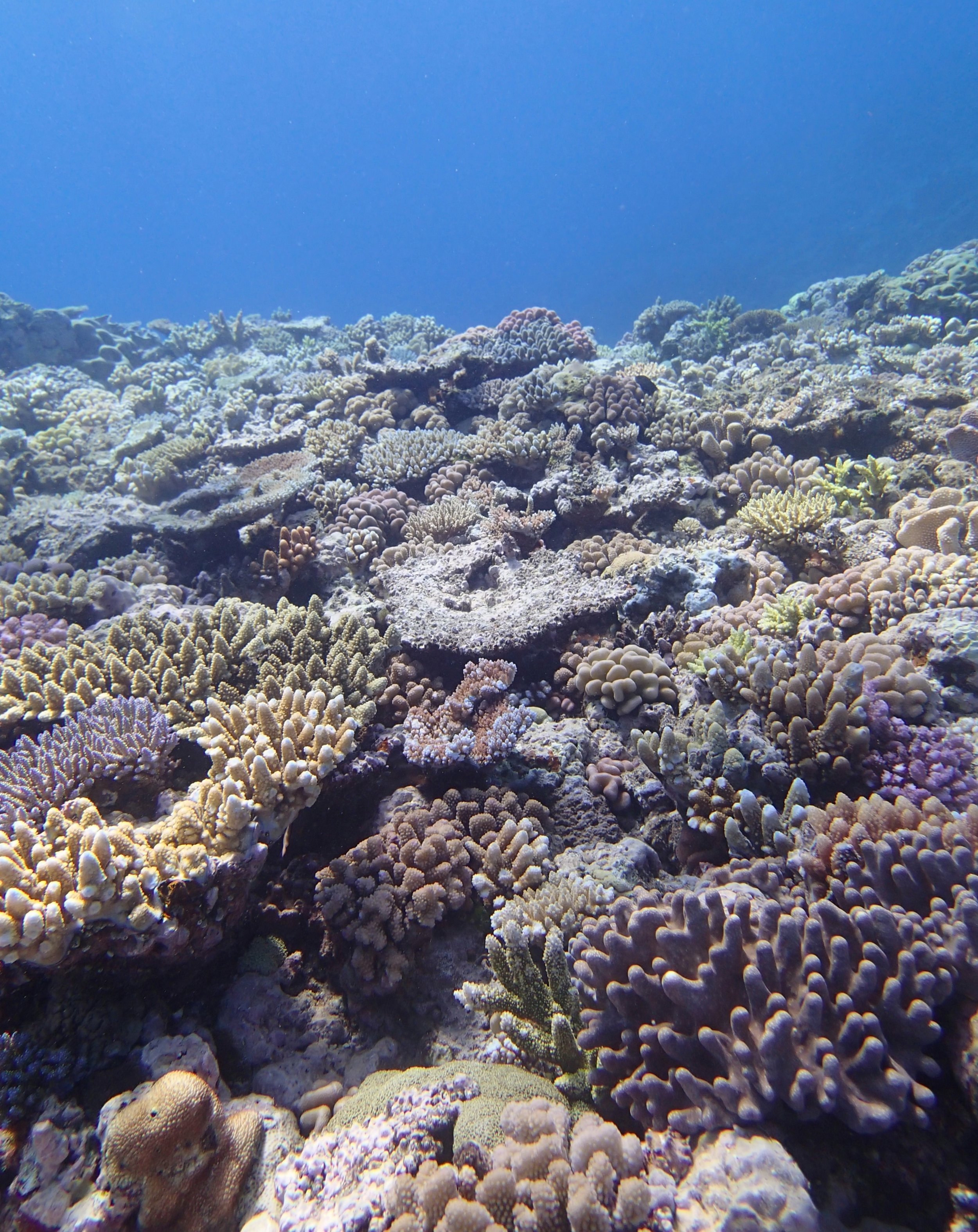 good shot of Jewel Reef.jpg