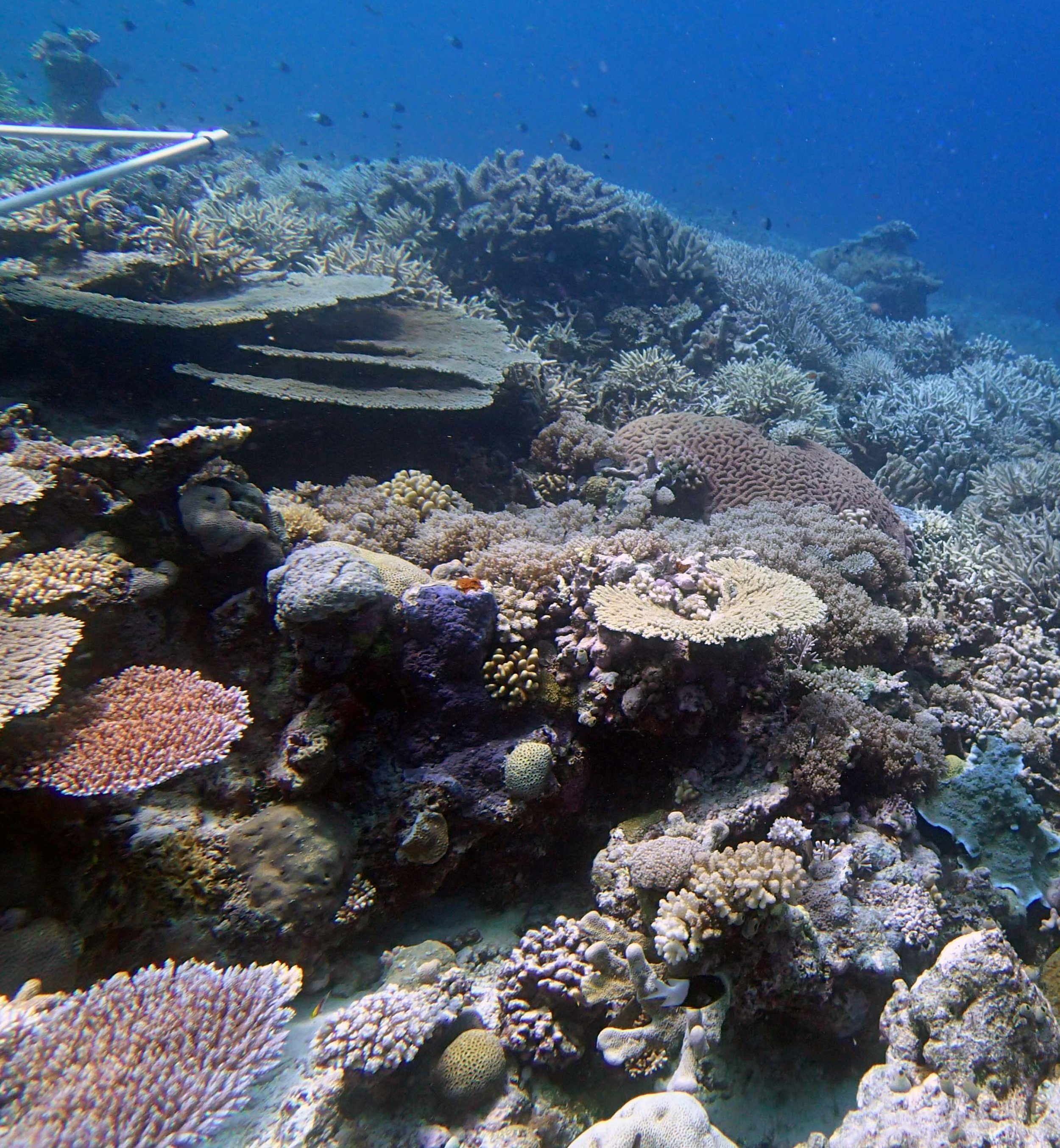 high coral cover 9-28-14.jpg